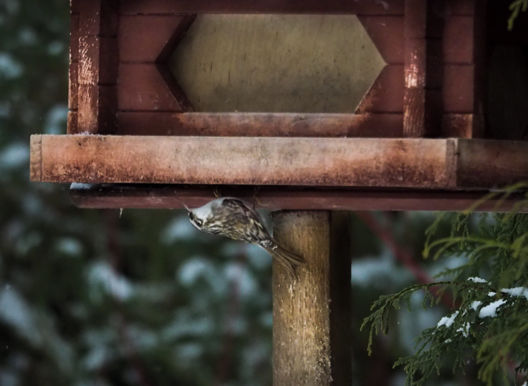 Valokuvaaja: Aki Jalava Valokuvaaja: Aki Jalava