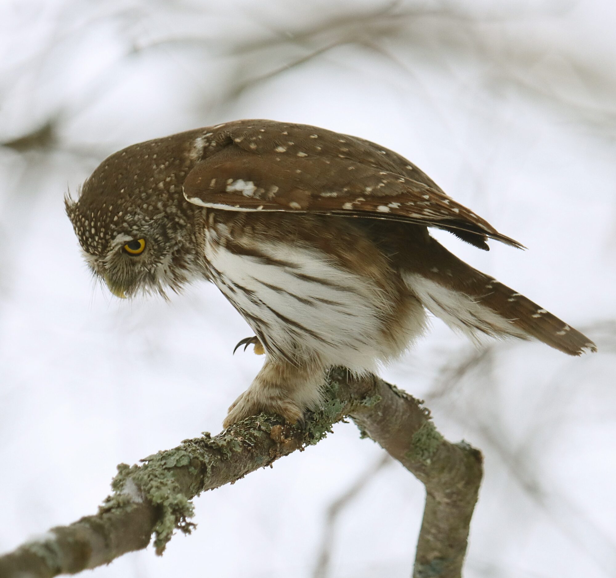 Valokuvaaja: Ritva Nieminen