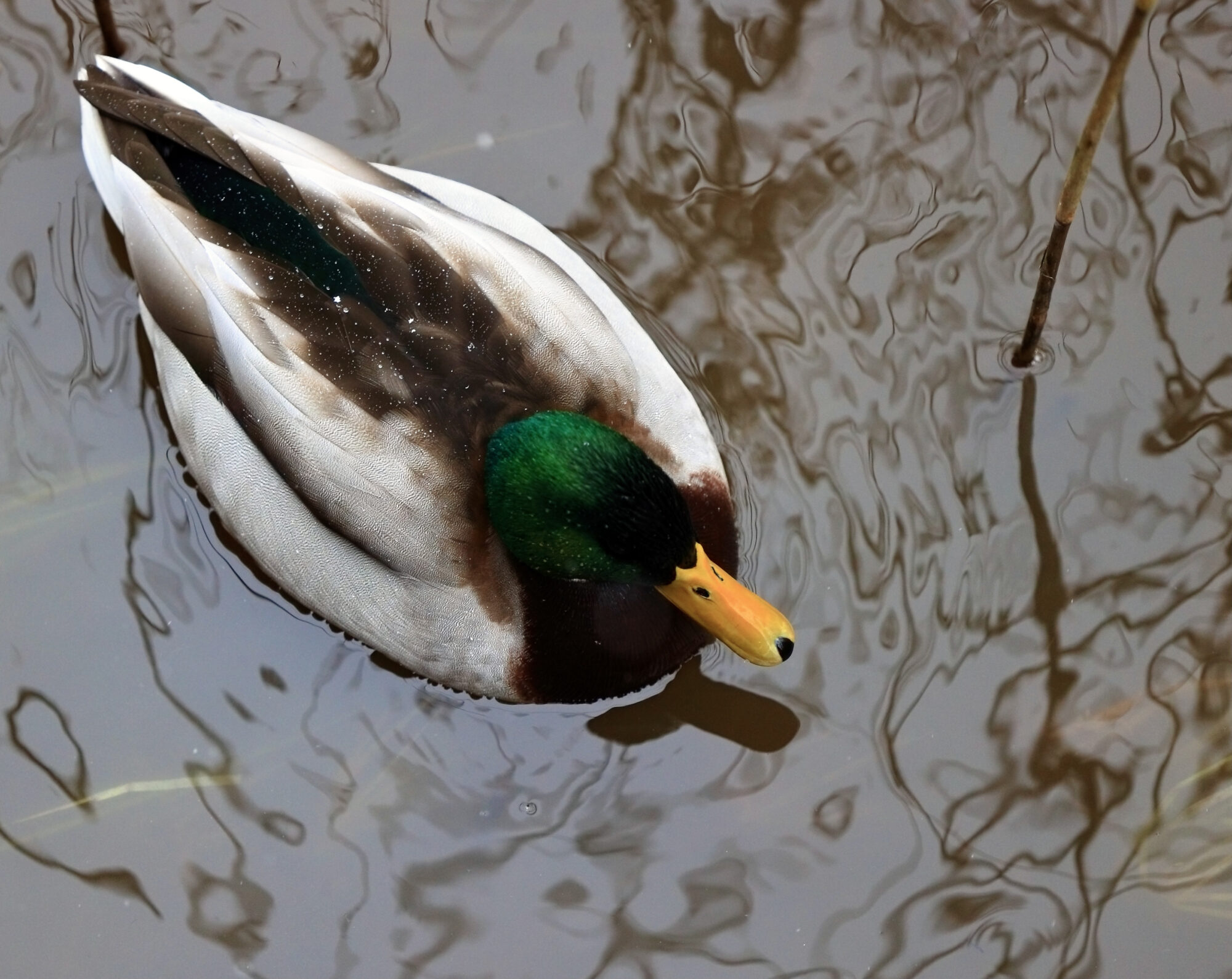 Valokuvaaja: Ari Branthin