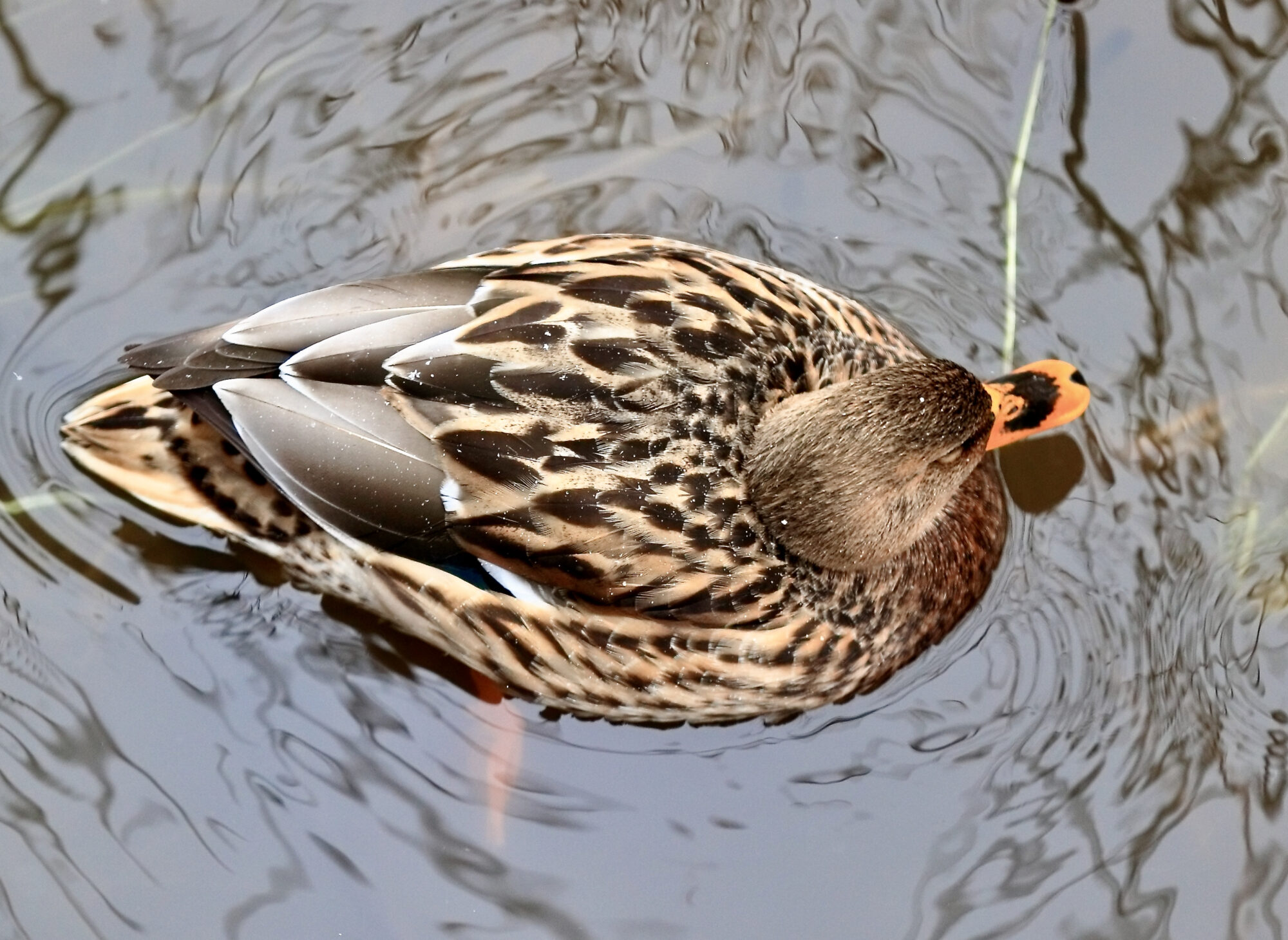 Valokuvaaja: Ari Branthin