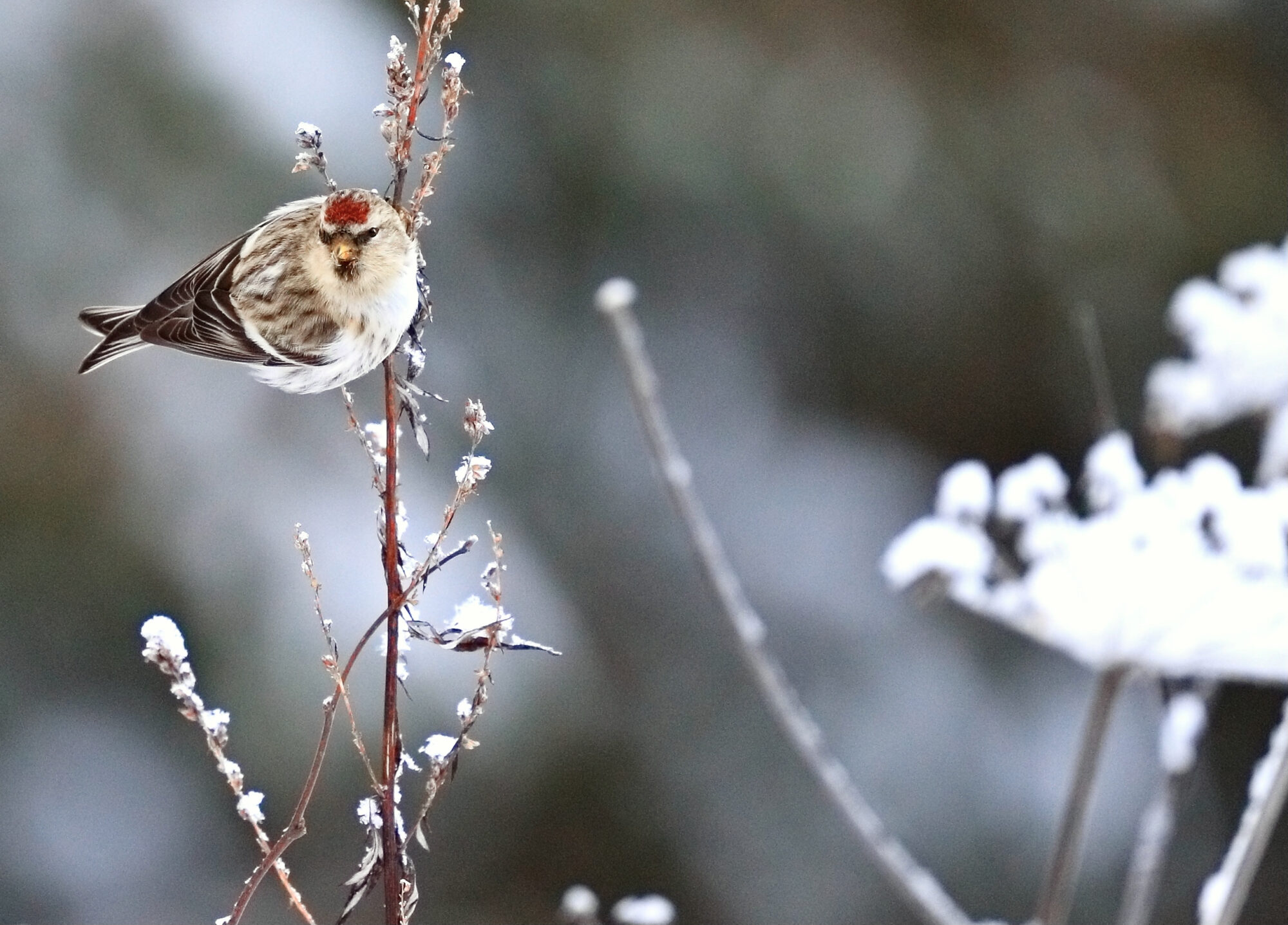 Valokuvaaja: Ari Branthin Valokuvaaja: Ari Branthin