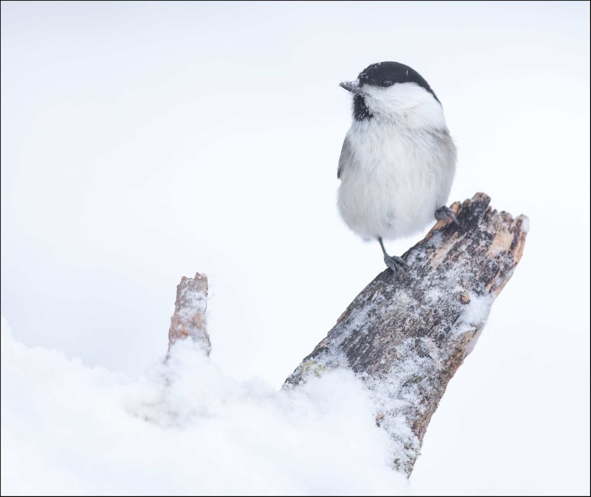 Valokuvaaja: Hannele Kaihola