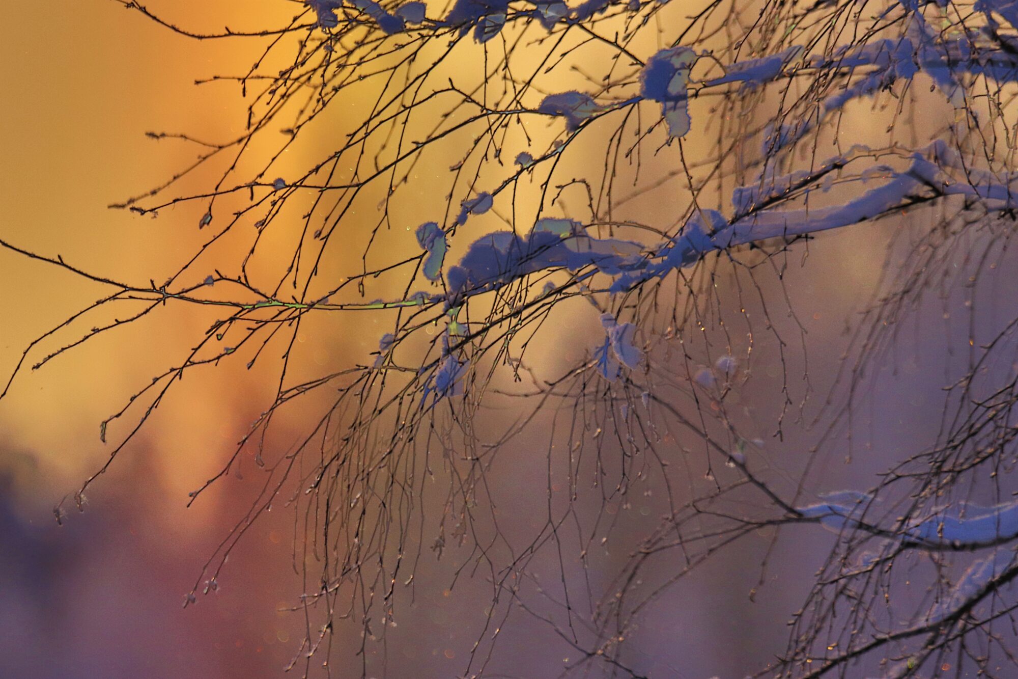 Valokuvaaja: Ritva Nieminen Valokuvaaja: Ritva Nieminen