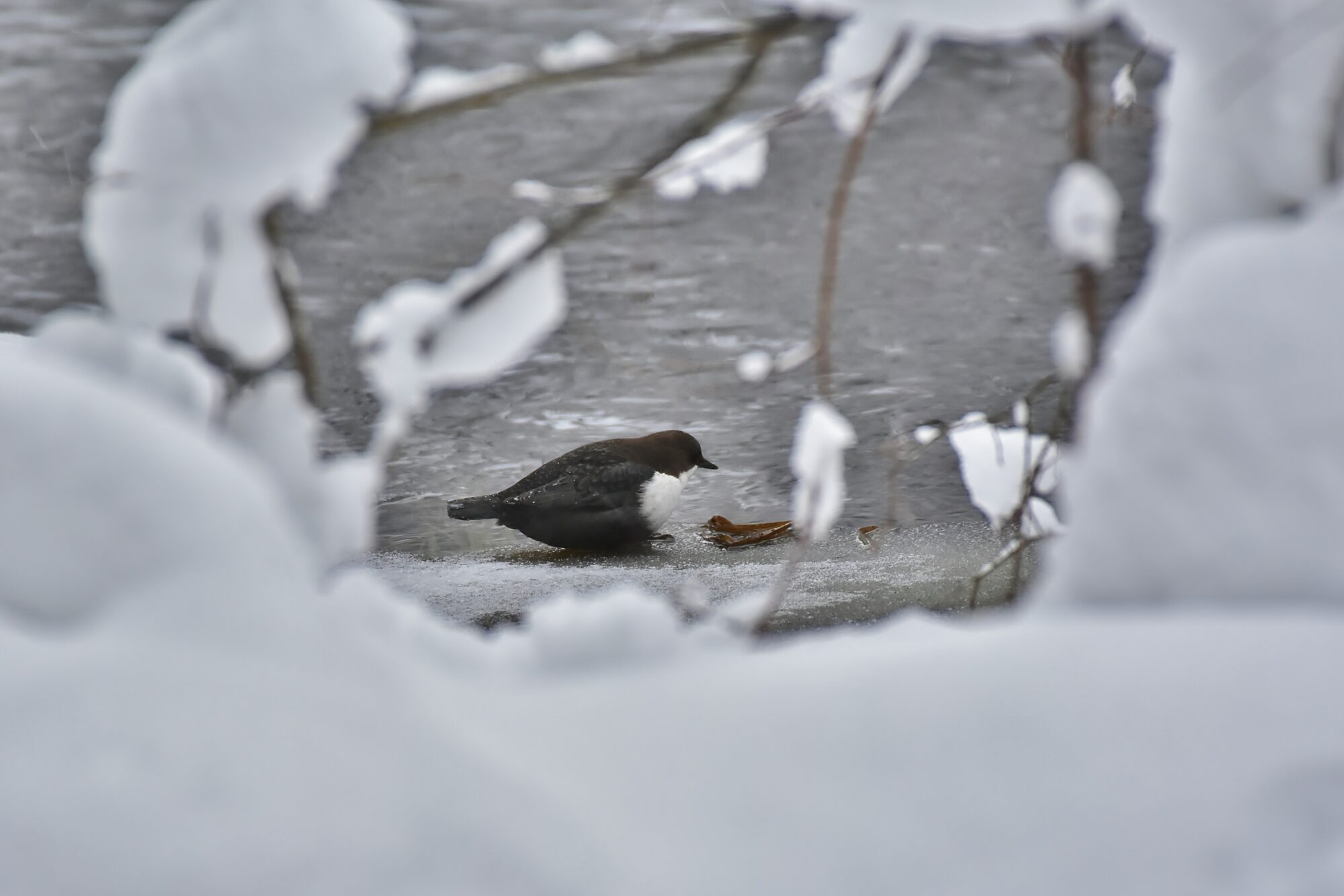 Valokuvaaja: Markku Pelkonen Valokuvaaja: Markku Pelkonen