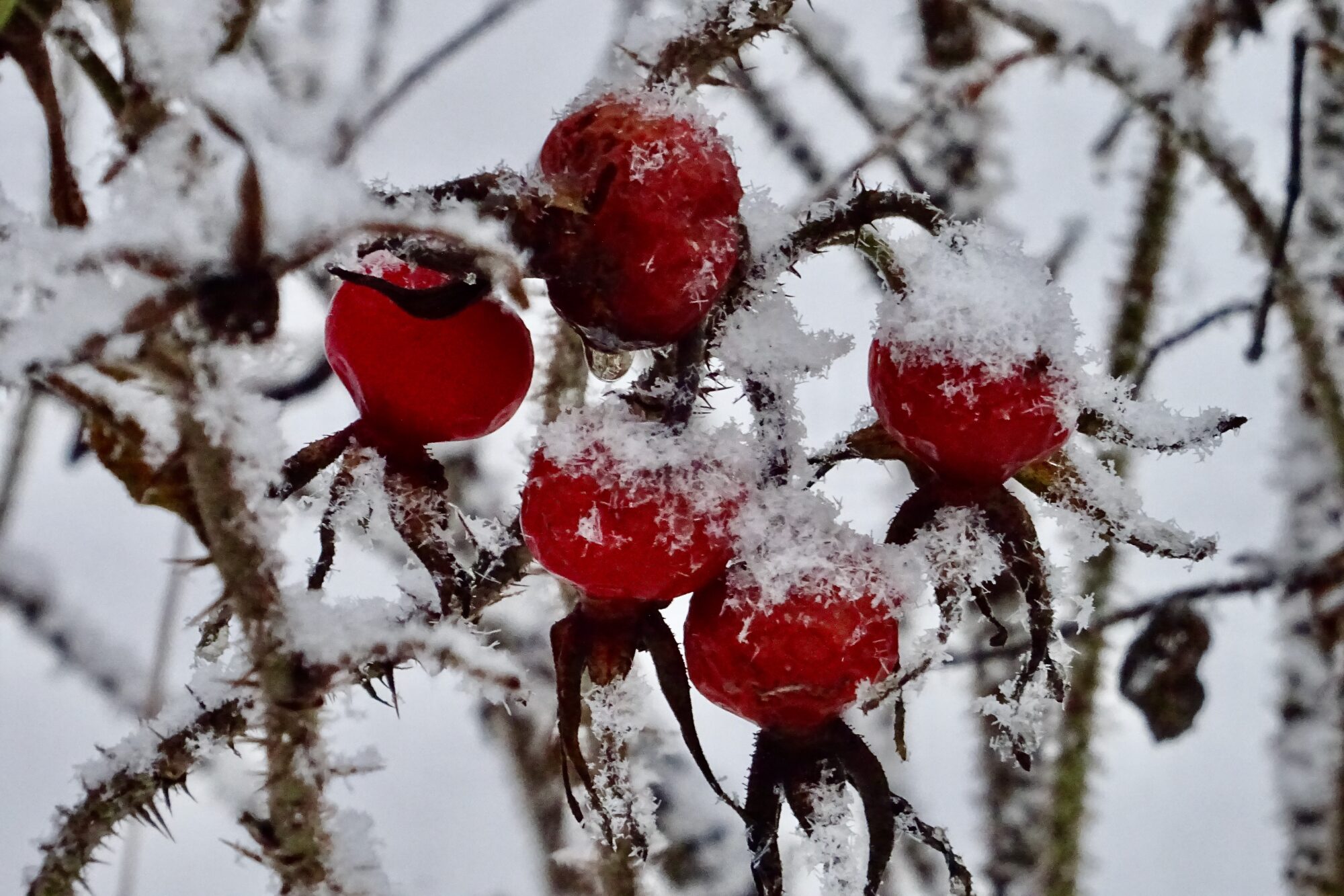 Valokuvaaja: Liisa Niiva-Korpela