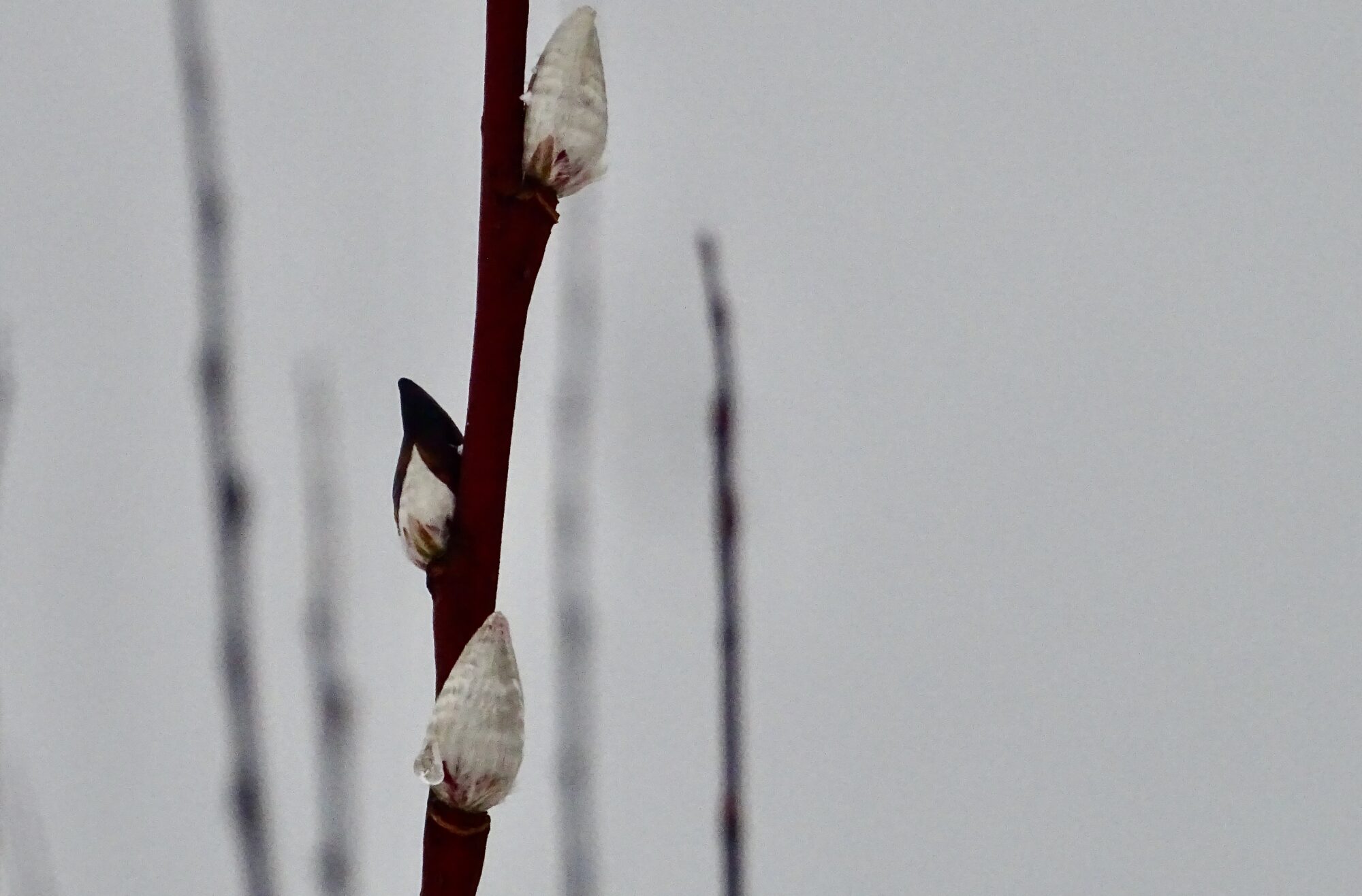 Valokuvaaja: Liisa Niiva-Korpela Valokuvaaja: Liisa Niiva-Korpela