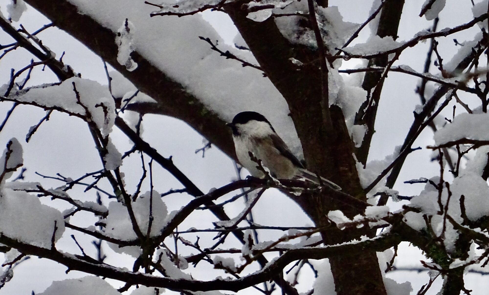 Valokuvaaja: Liisa Niiva-Korpela