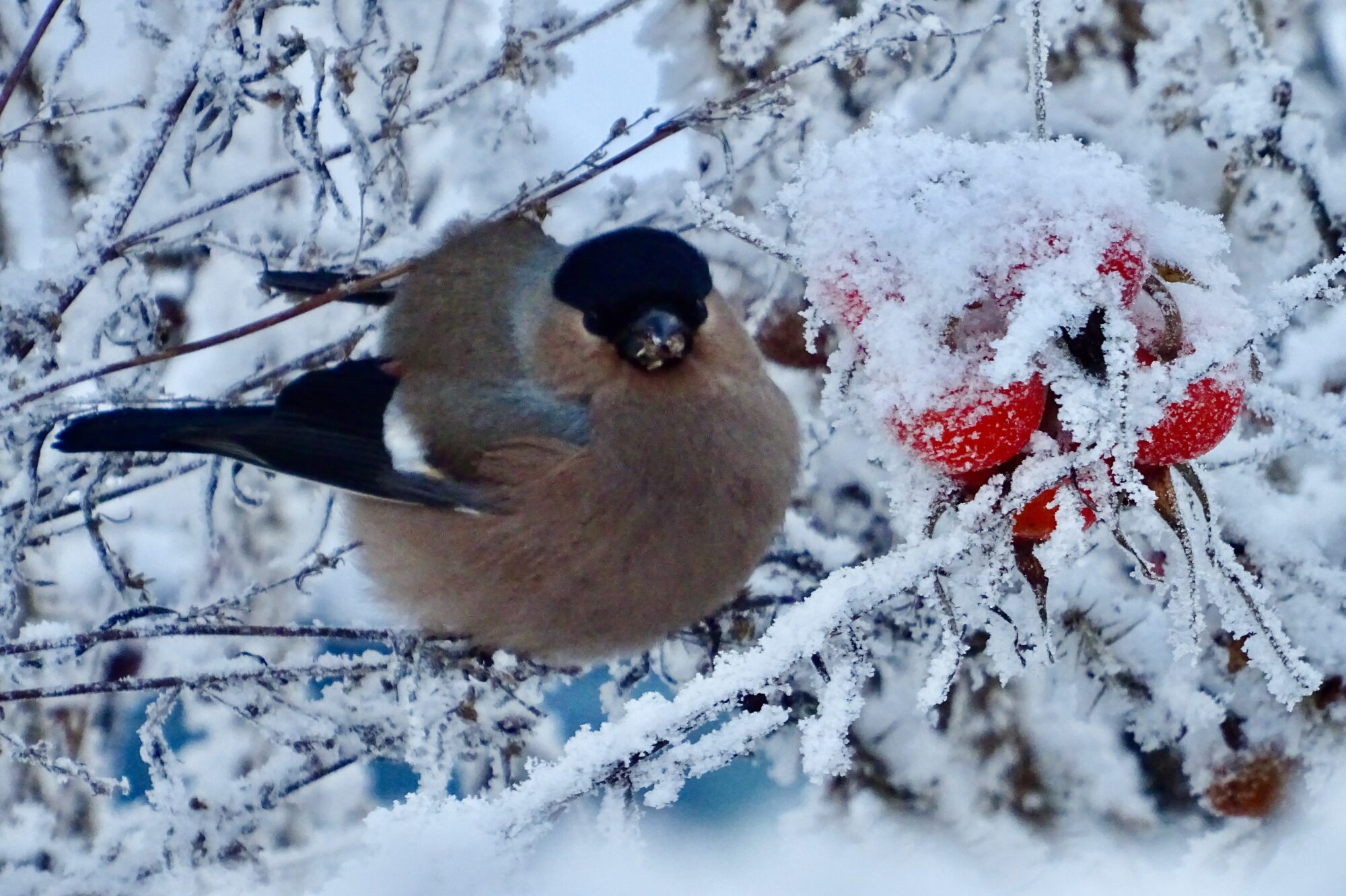 Valokuvaaja: Liisa Niiva-Korpela