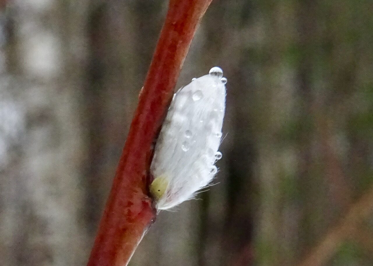 Valokuvaaja: Liisa Niiva-Korpela