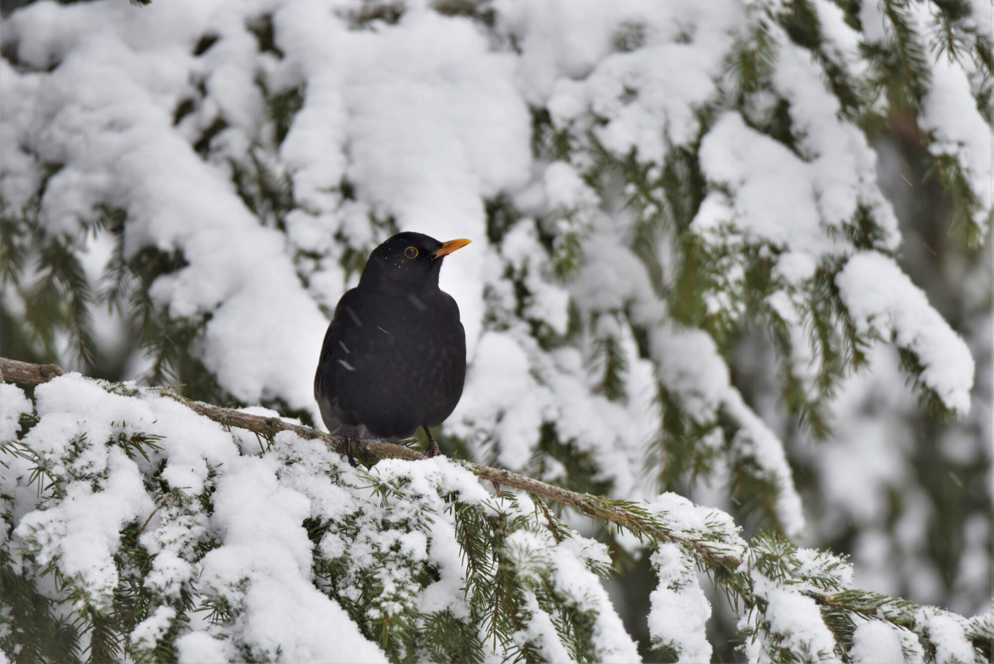 Valokuvaaja: Maarit Siitonen Valokuvaaja: Maarit Siitonen