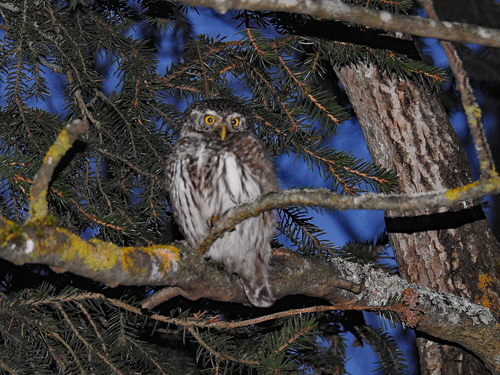 Valokuvaaja: Paavo Siukonen