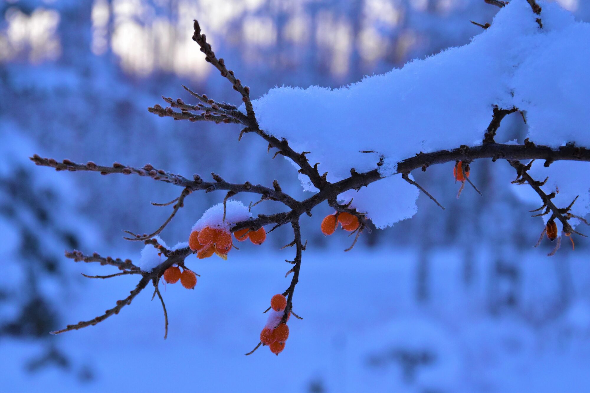 Valokuvaaja: Lahja Toivanen