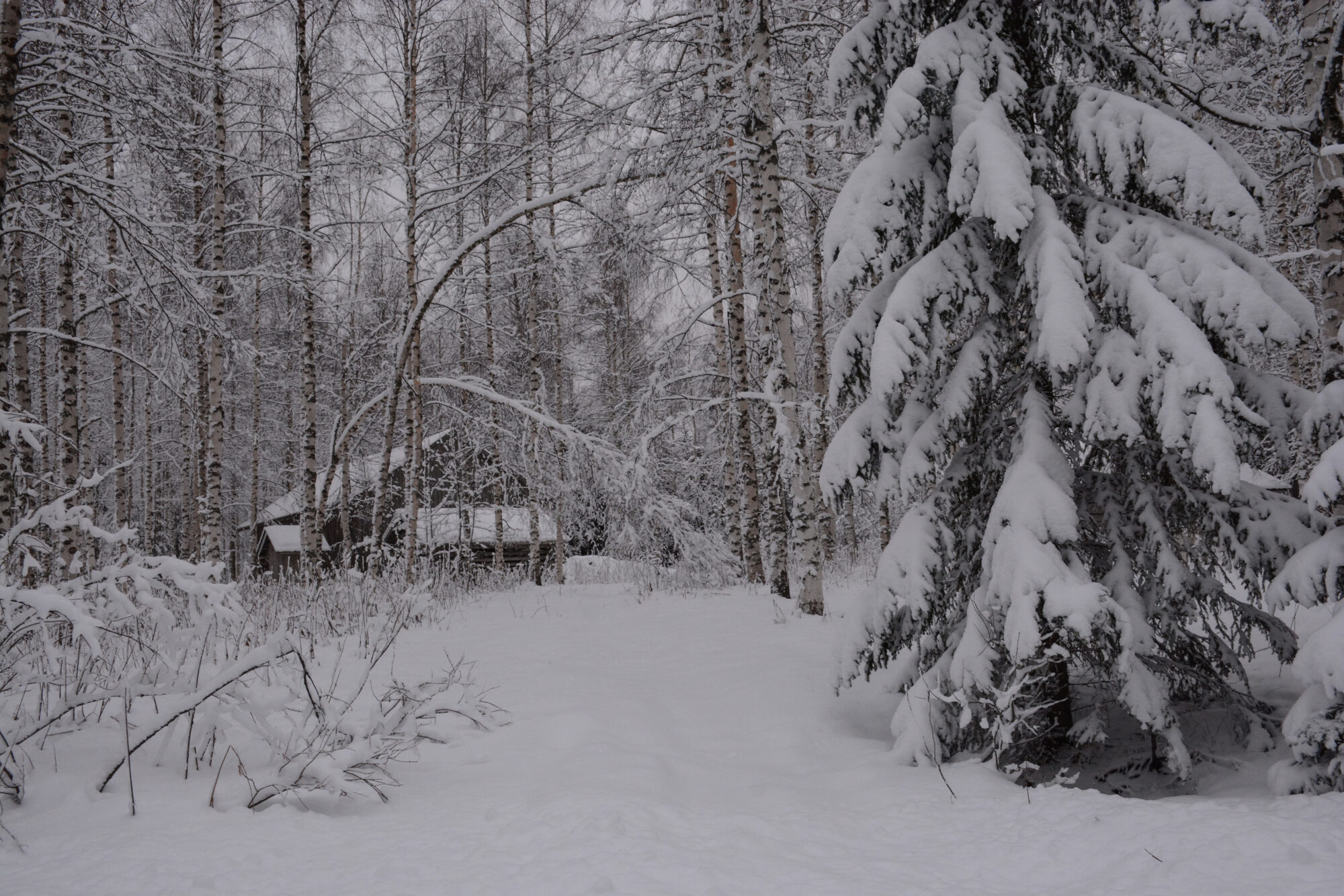 Valokuvaaja: Maija Savolainen Valokuvaaja: Maija Savolainen