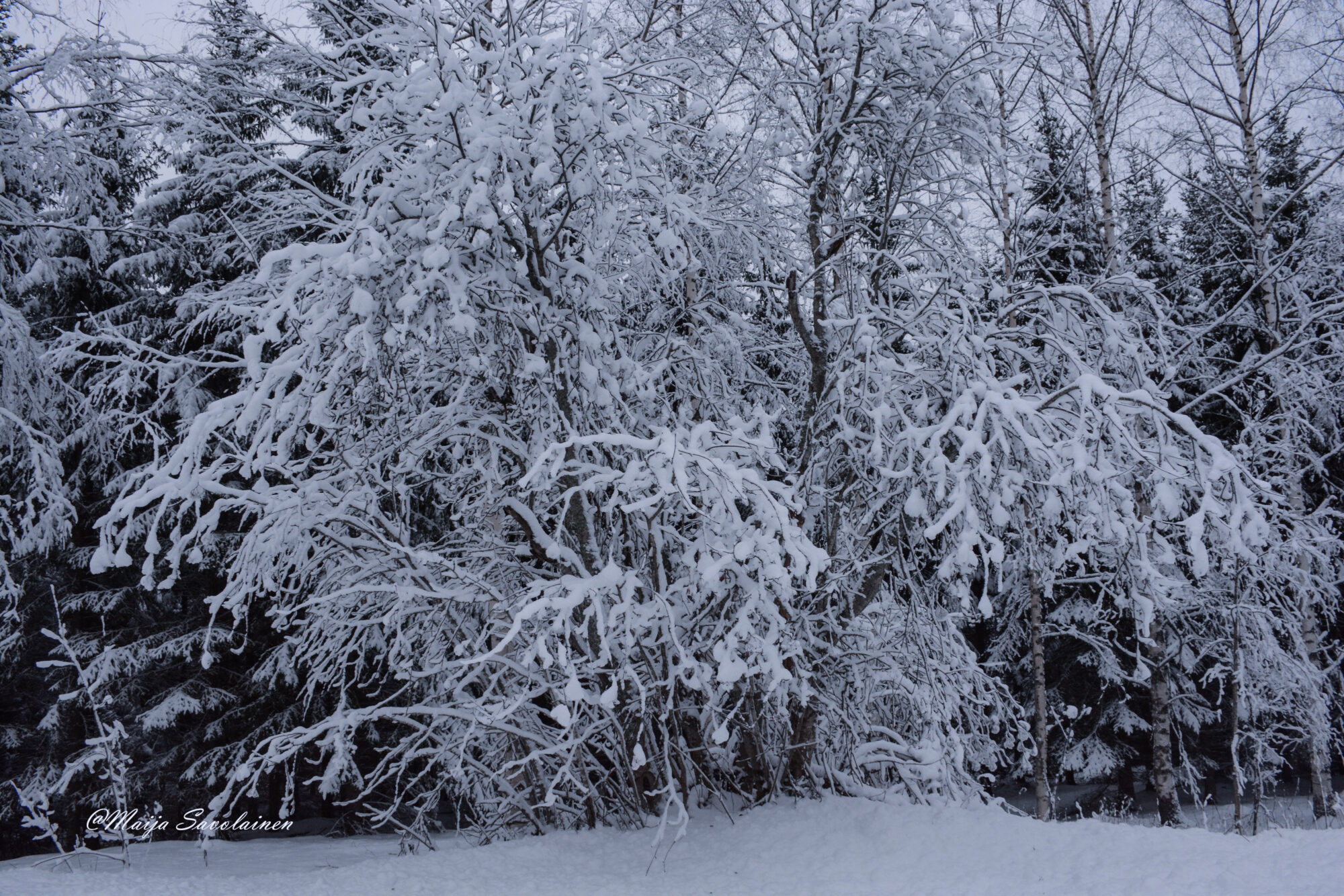 Valokuvaaja: Maija Savolainen
