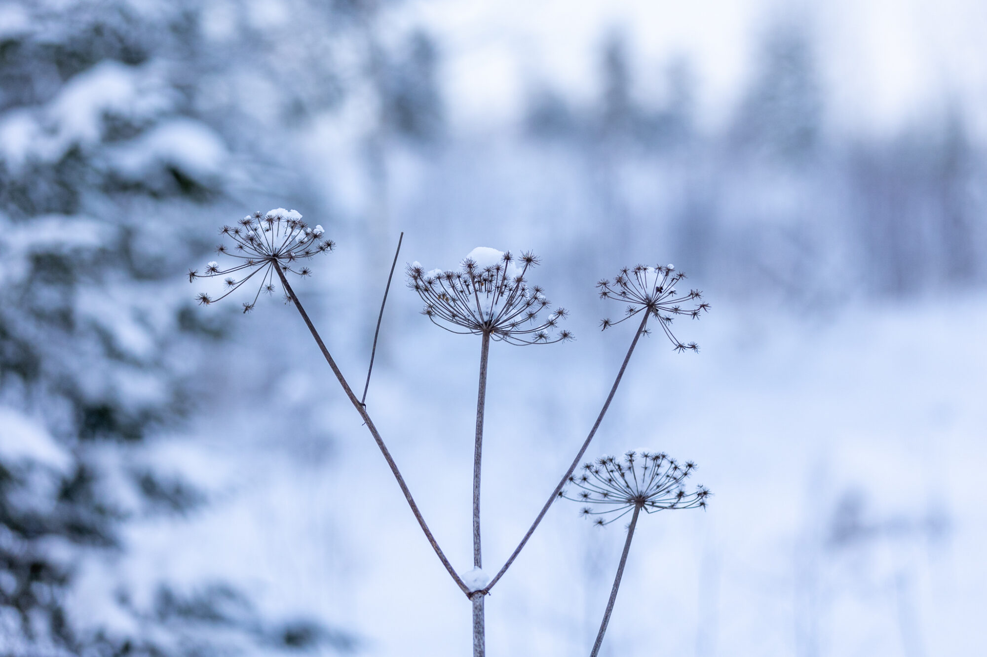 Valokuvaaja: Antti Toivanen