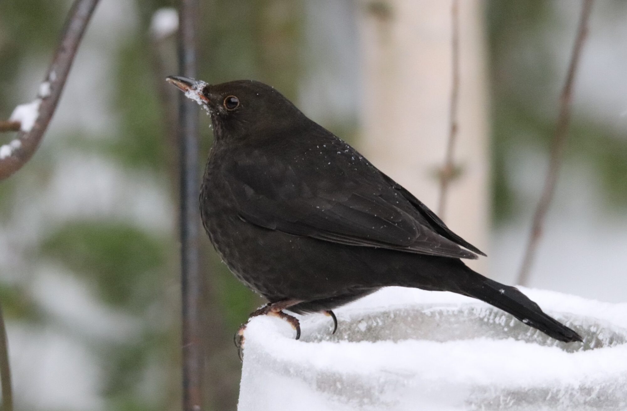 Valokuvaaja: Irja Lehtinen Valokuvaaja: Irja Lehtinen