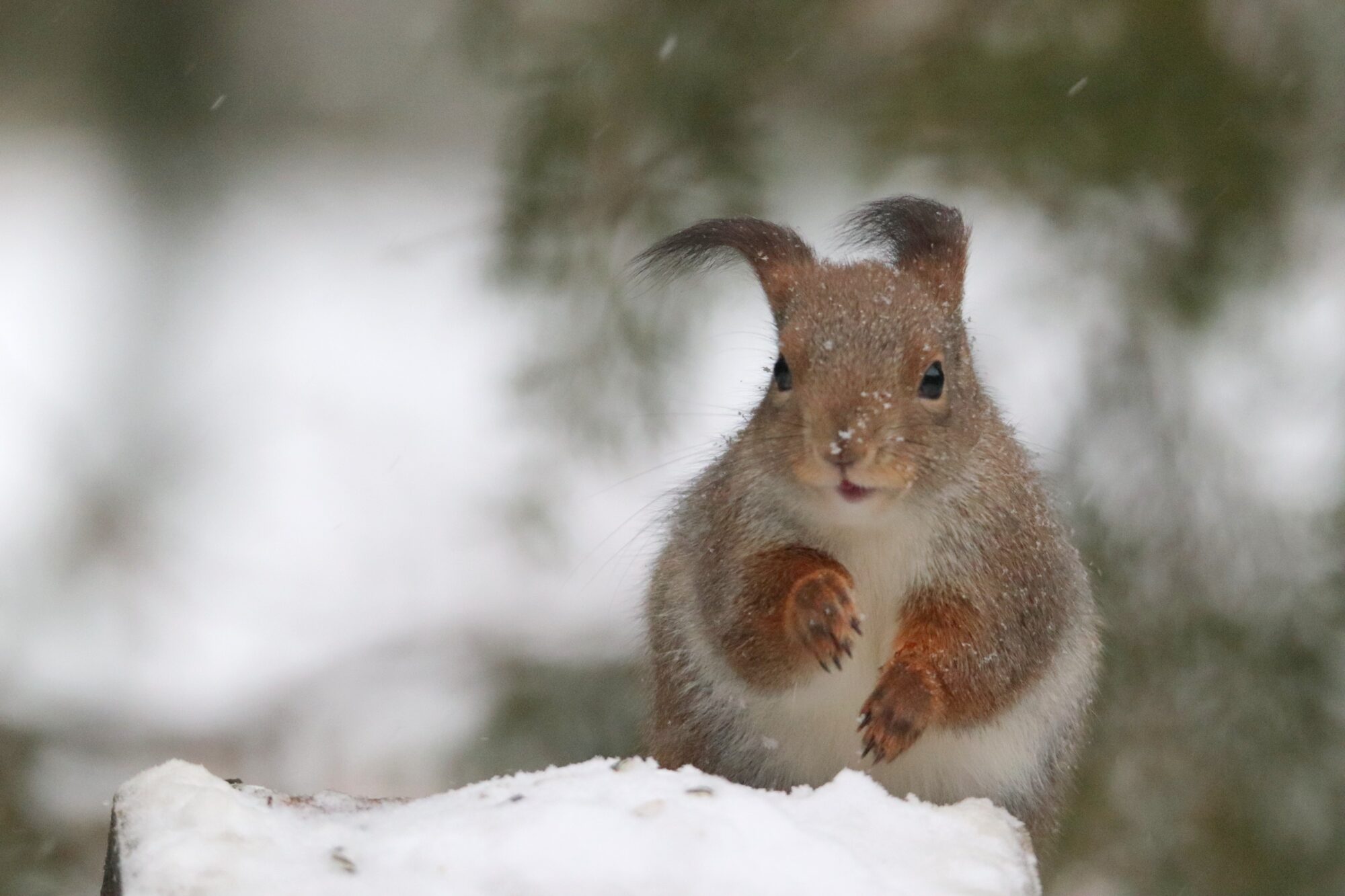 Valokuvaaja: Irja Lehtinen