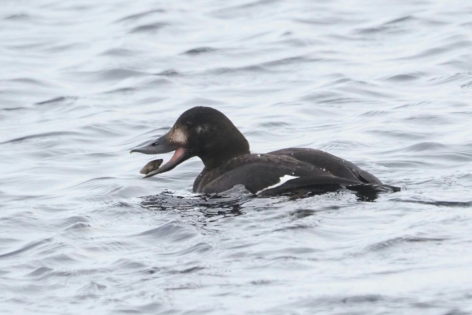 Valokuvaaja: Mikkola Irma