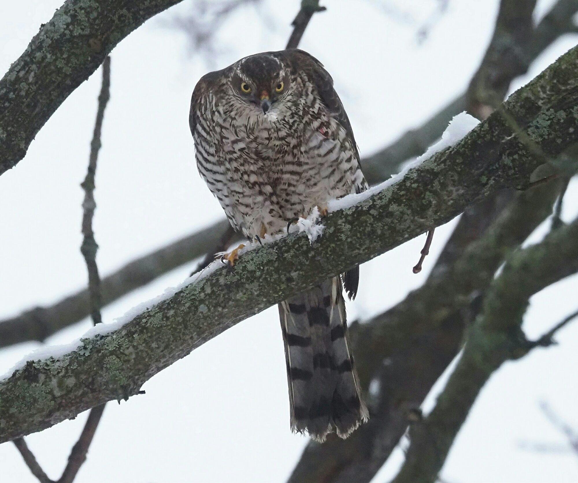 Valokuvaaja: Mikkola Irma
