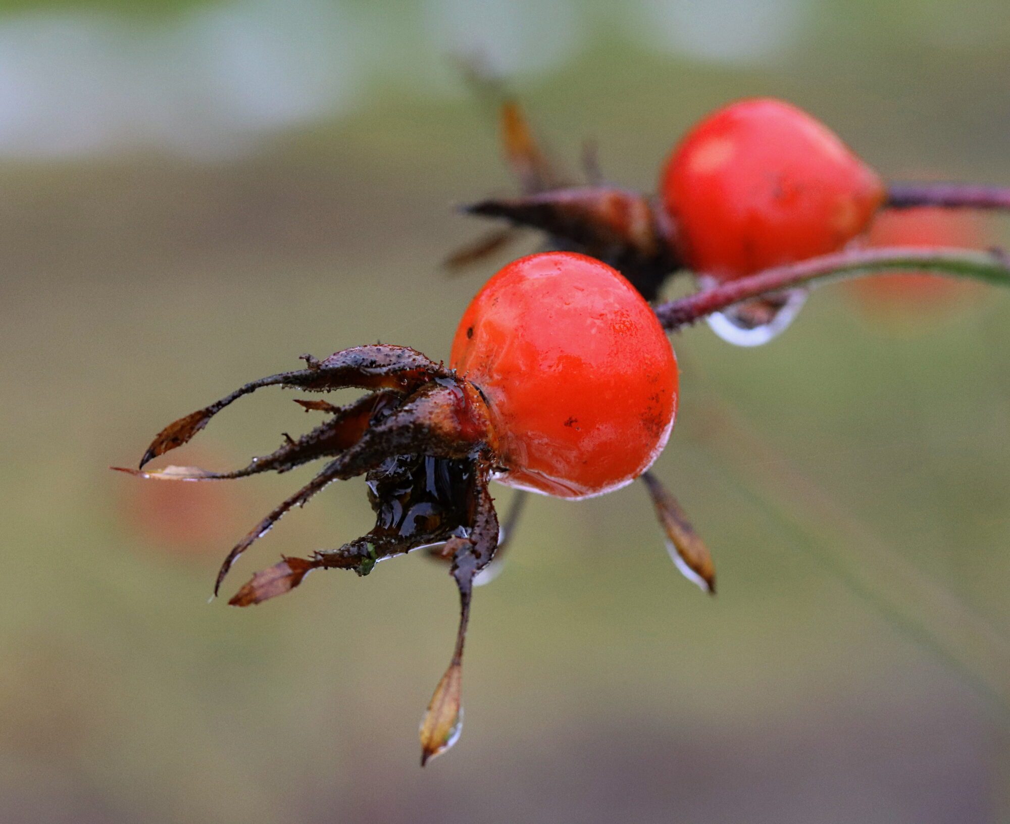 Valokuvaaja: Ritva Nieminen