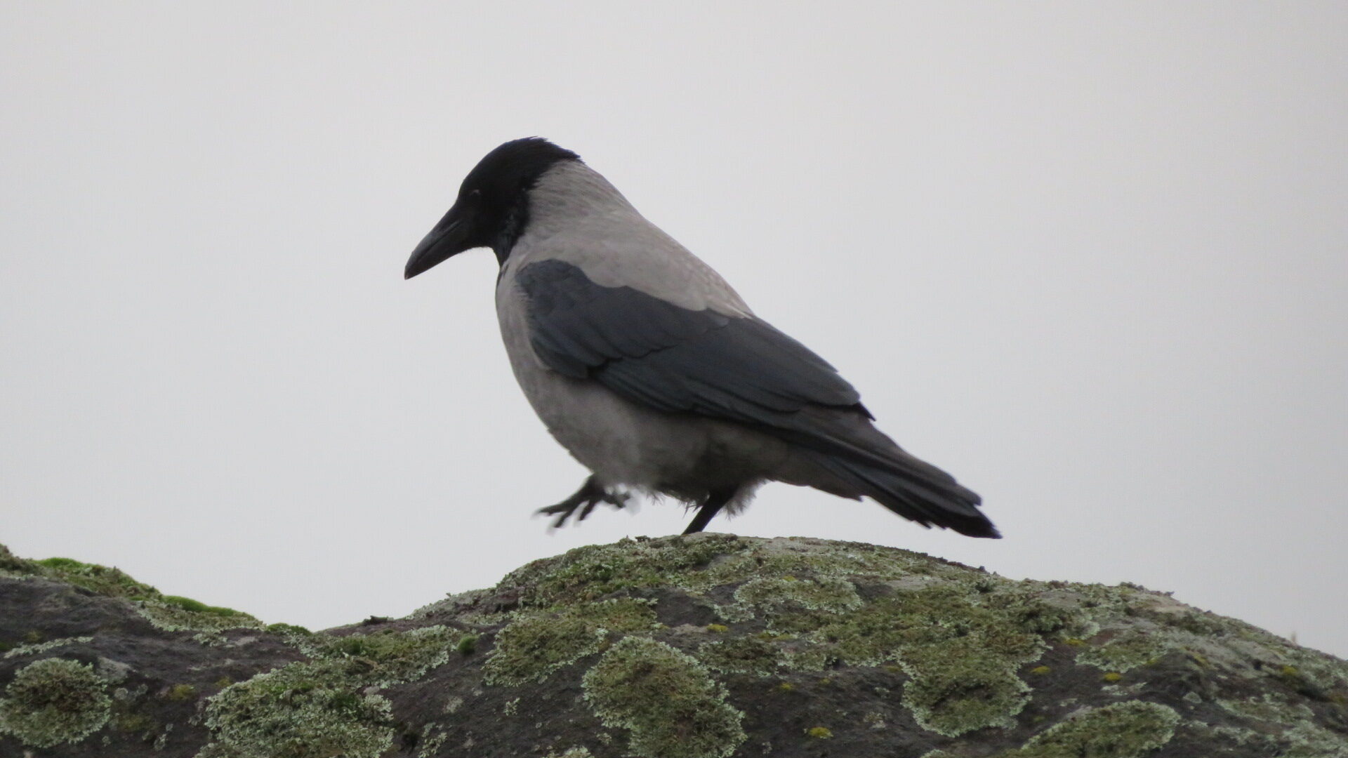 Valokuvaaja: Risto Kangassalo