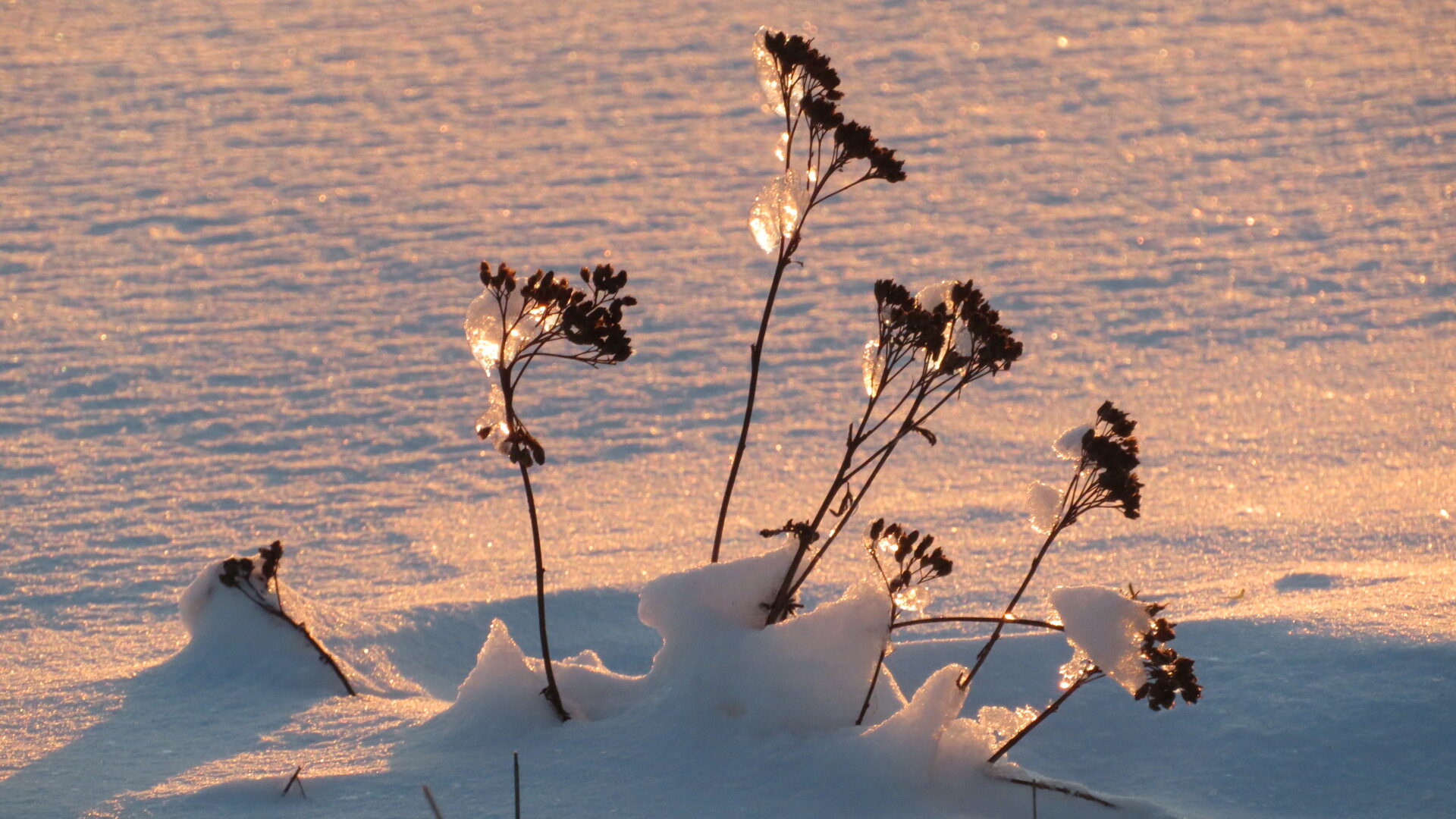 Valokuvaaja: Risto Kangassalo