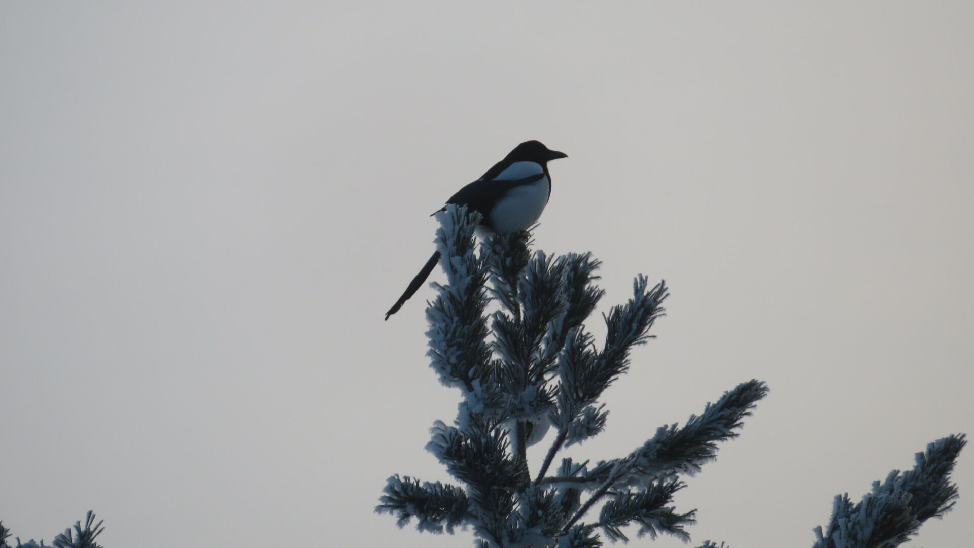 Valokuvaaja: Risto Kangassalo