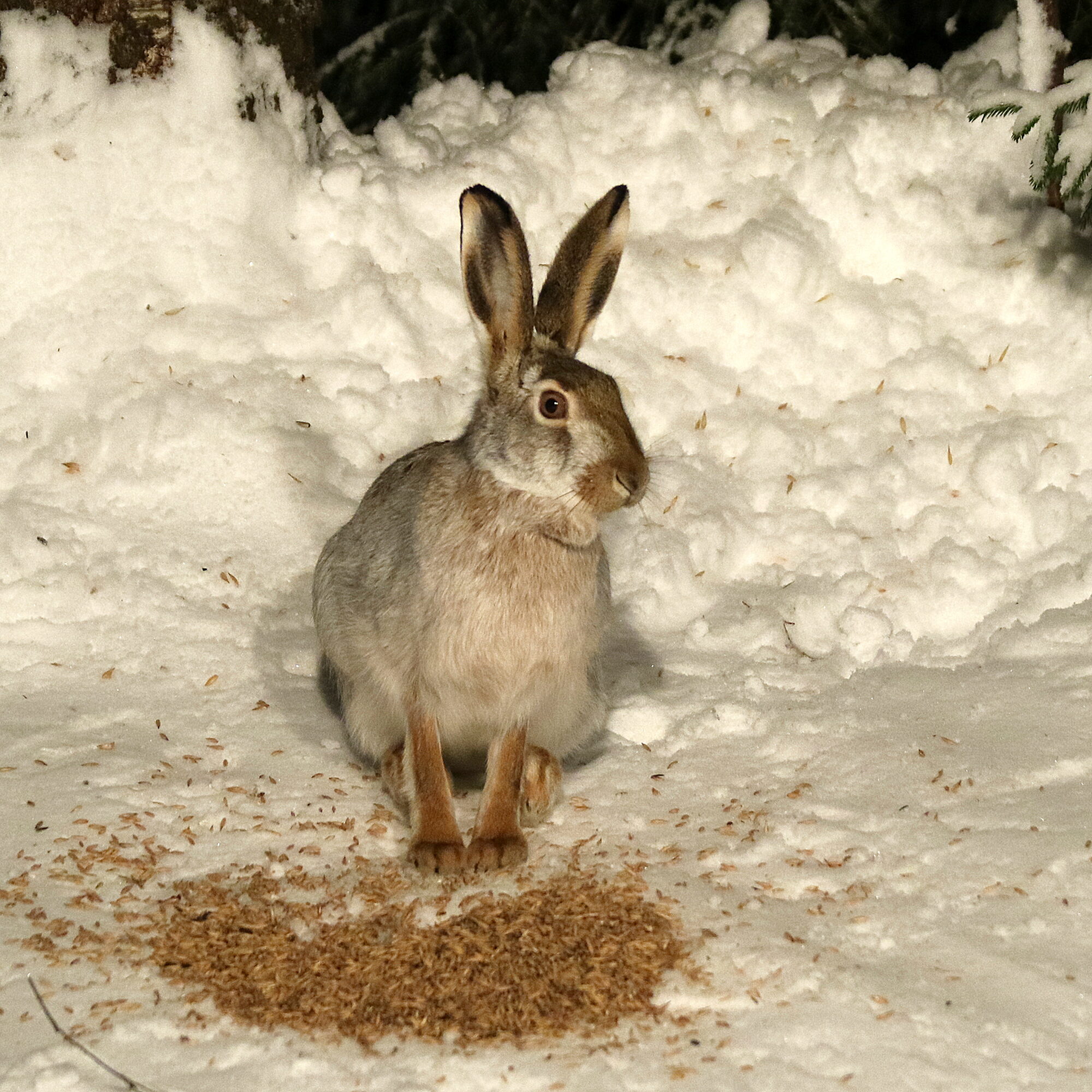 Valokuvaaja: Hannu Rasiranta
