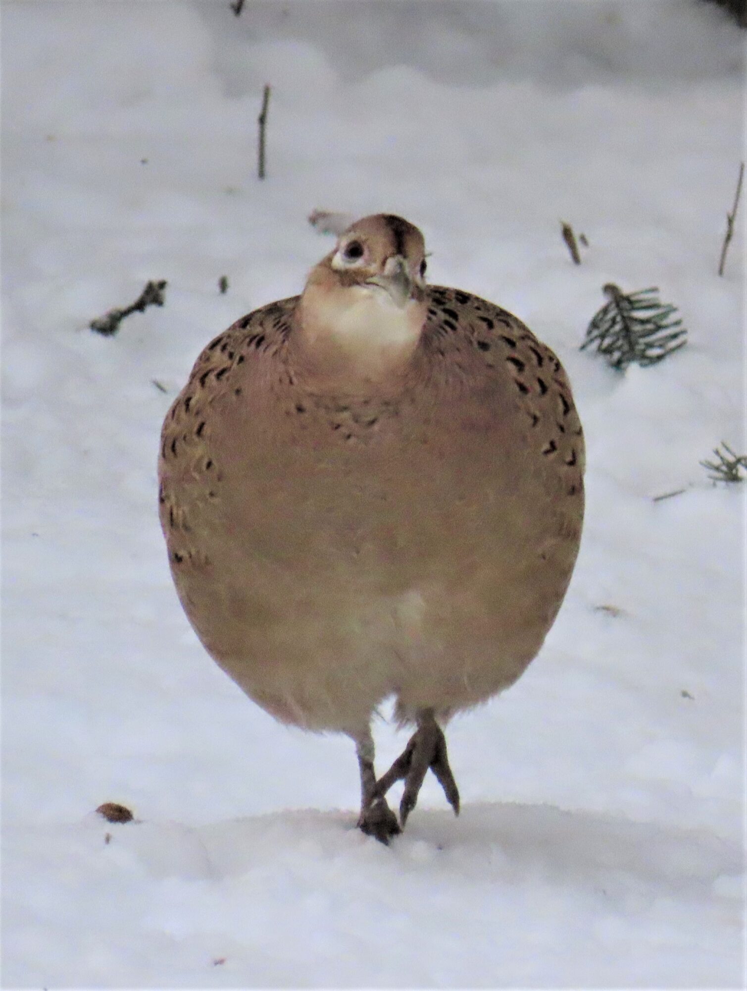 Valokuvaaja: Birgit Silvennoinen