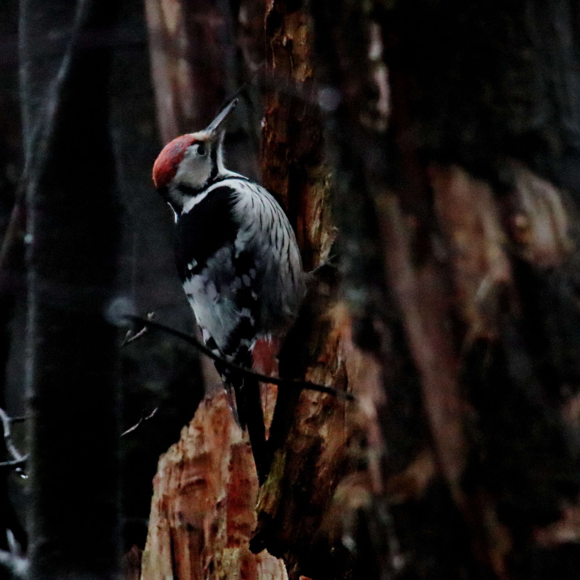 Valokuvaaja: Janne Salomeri