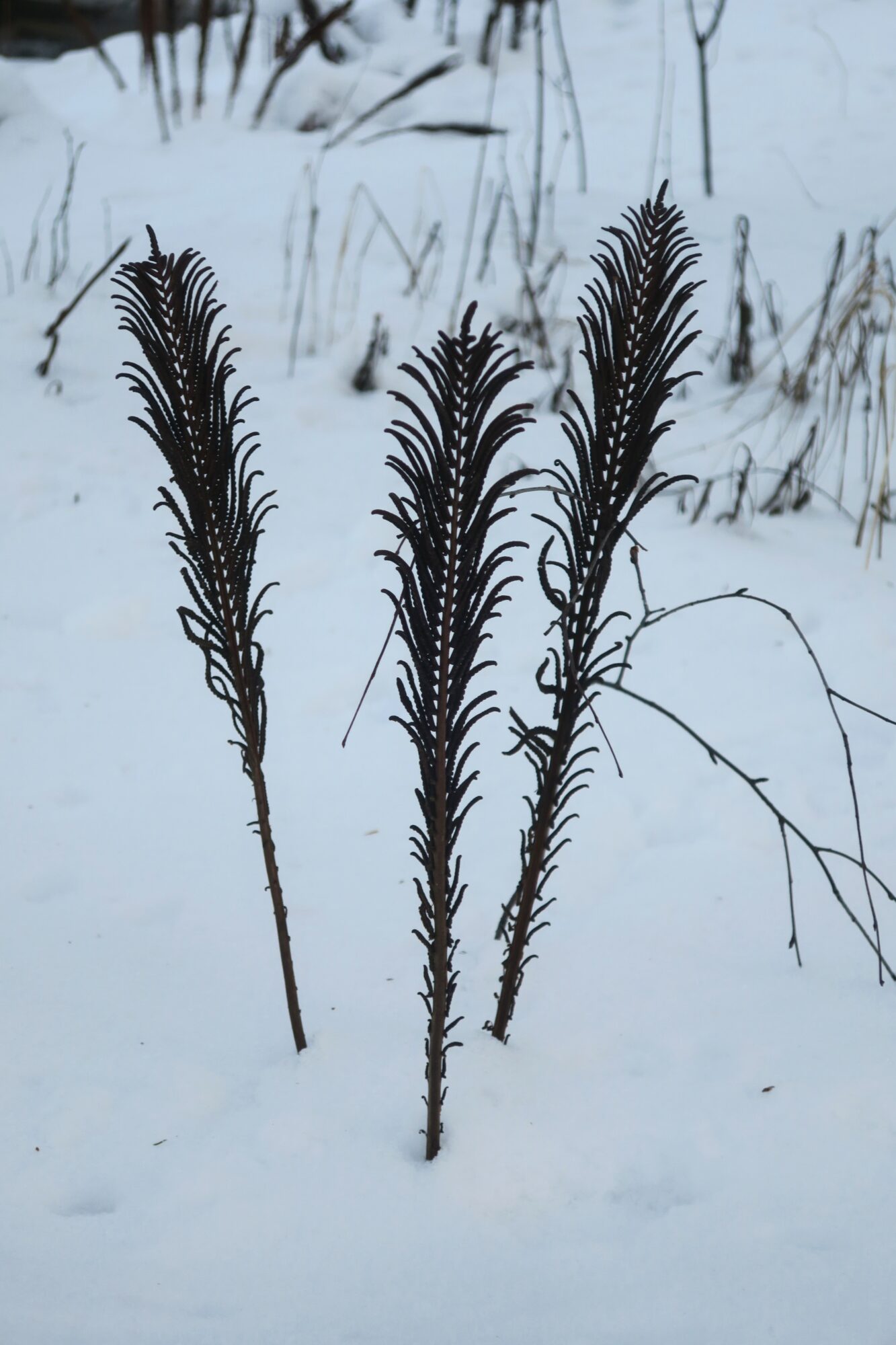 Valokuvaaja: Tuulia Ristikari