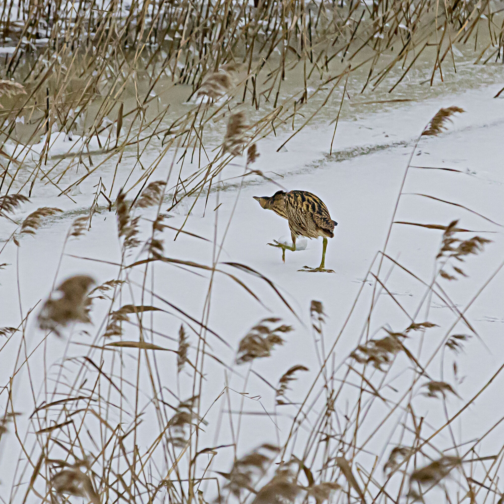 Valokuvaaja: Kauko Niemi