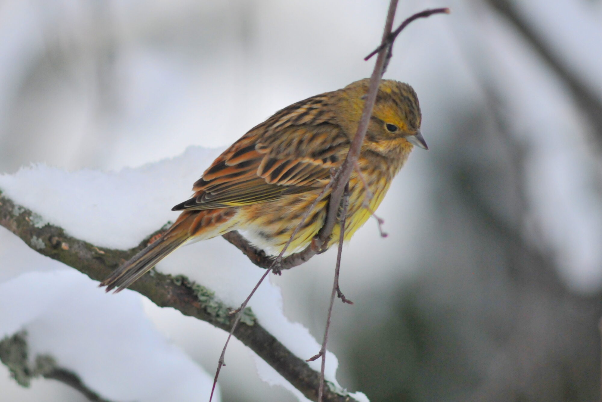 Valokuvaaja: Kaarlo Asikainen