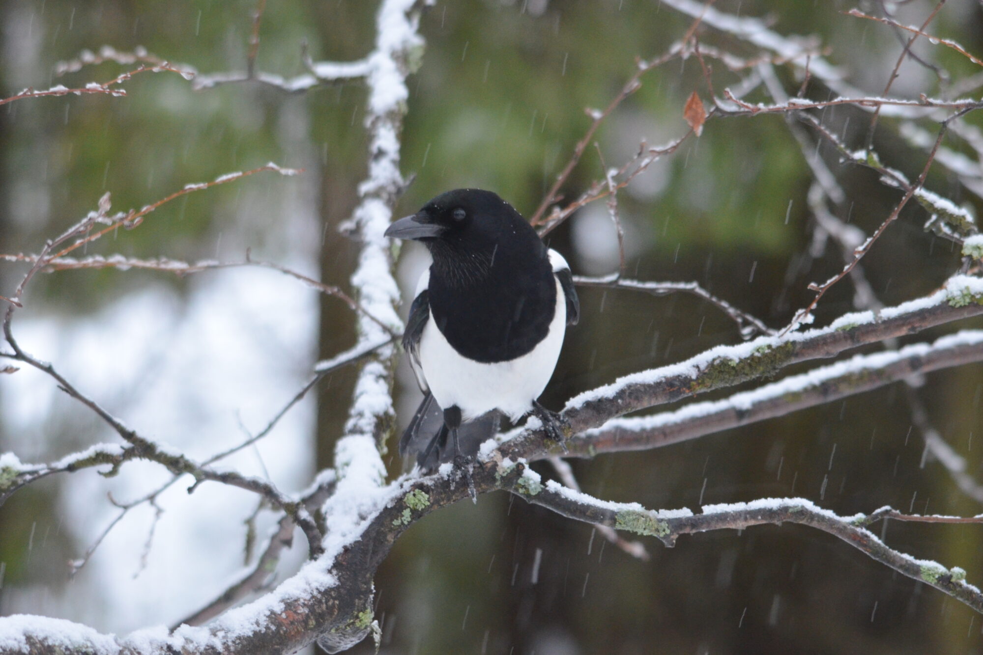 Valokuvaaja: Kaarlo Asikainen