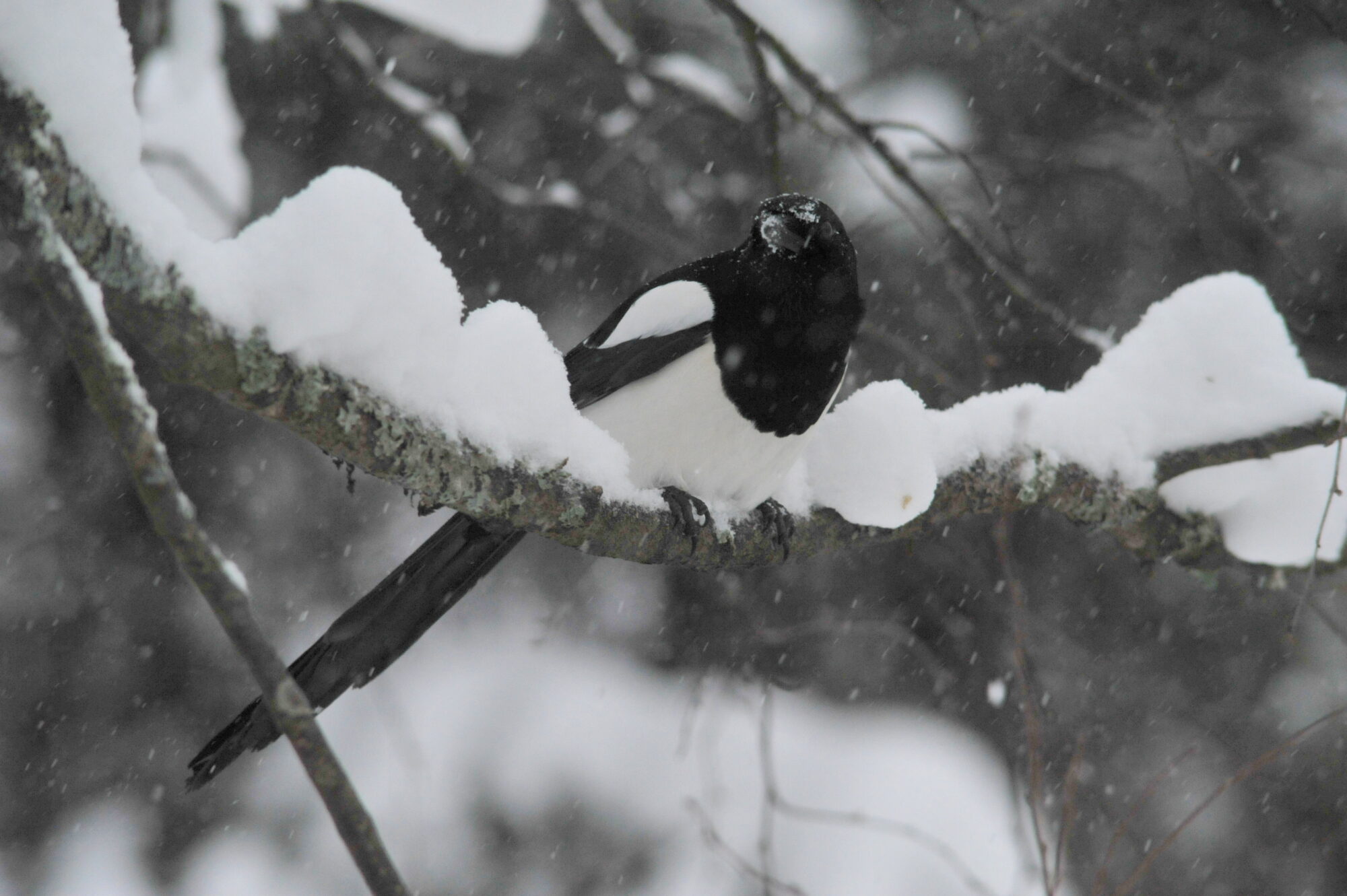 Valokuvaaja: Kaarlo Asikainen