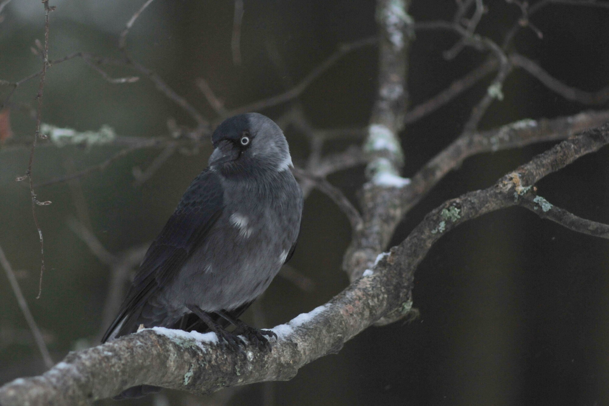 Valokuvaaja: Kaarlo Asikainen