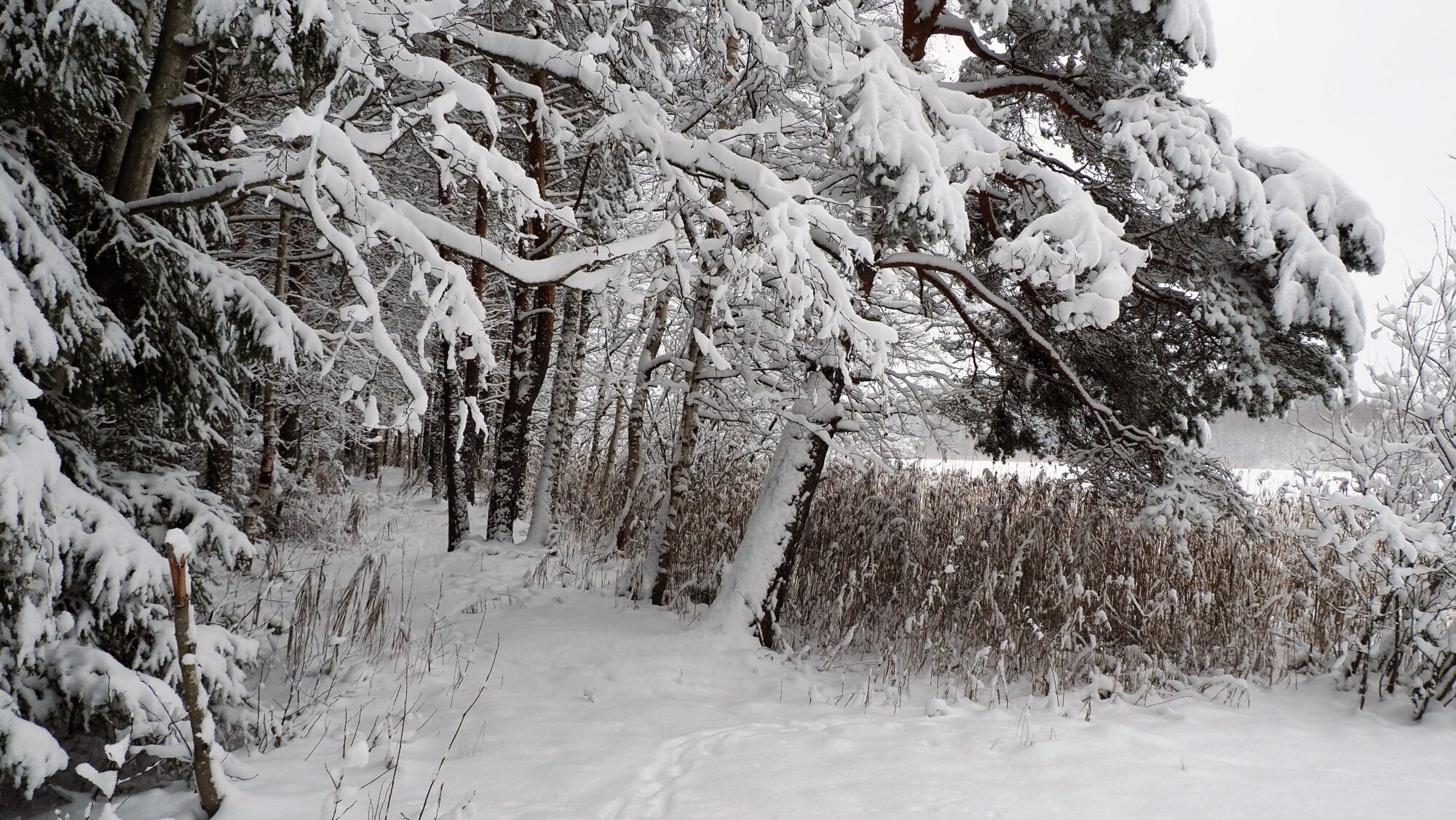 Valokuvaaja: Arja Valtonen