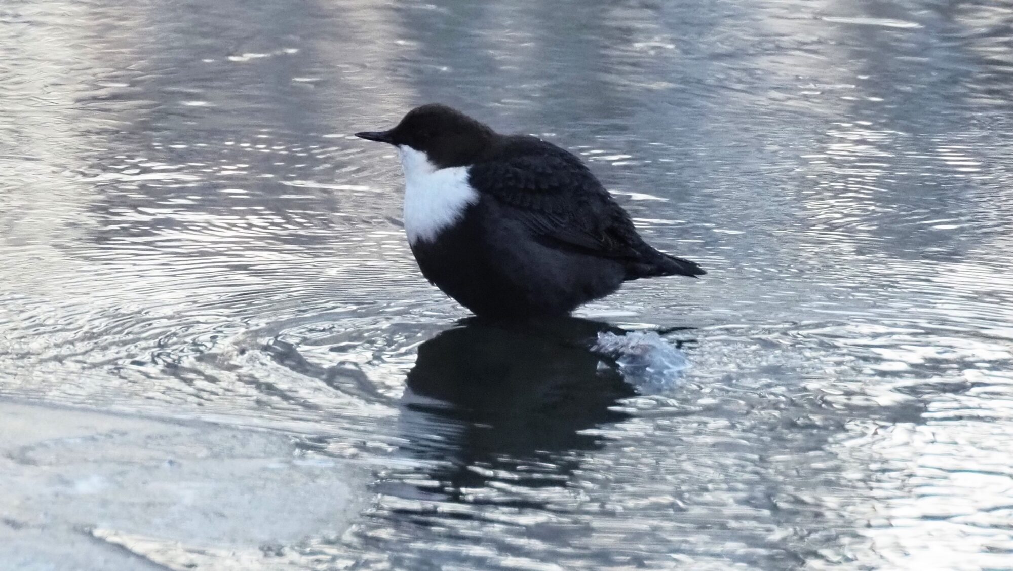 Valokuvaaja: Arja Valtonen