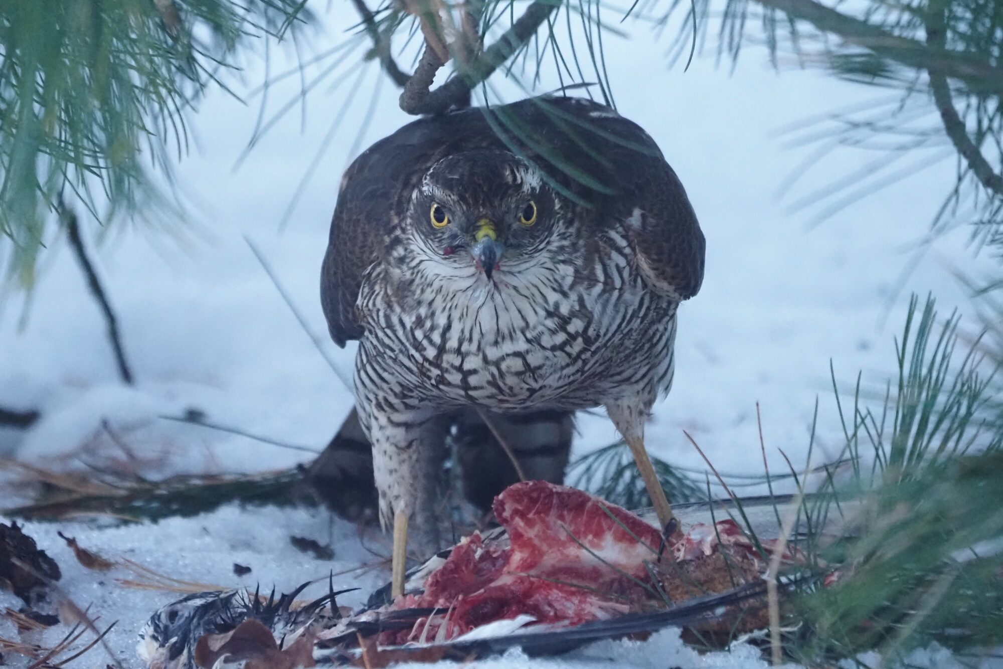 Valokuvaaja: Mikkola Irma Valokuvaaja: Mikkola Irma