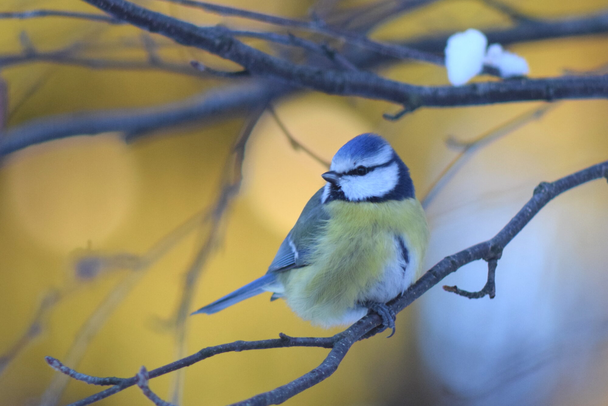 Valokuvaaja: Kaarlo Asikainen