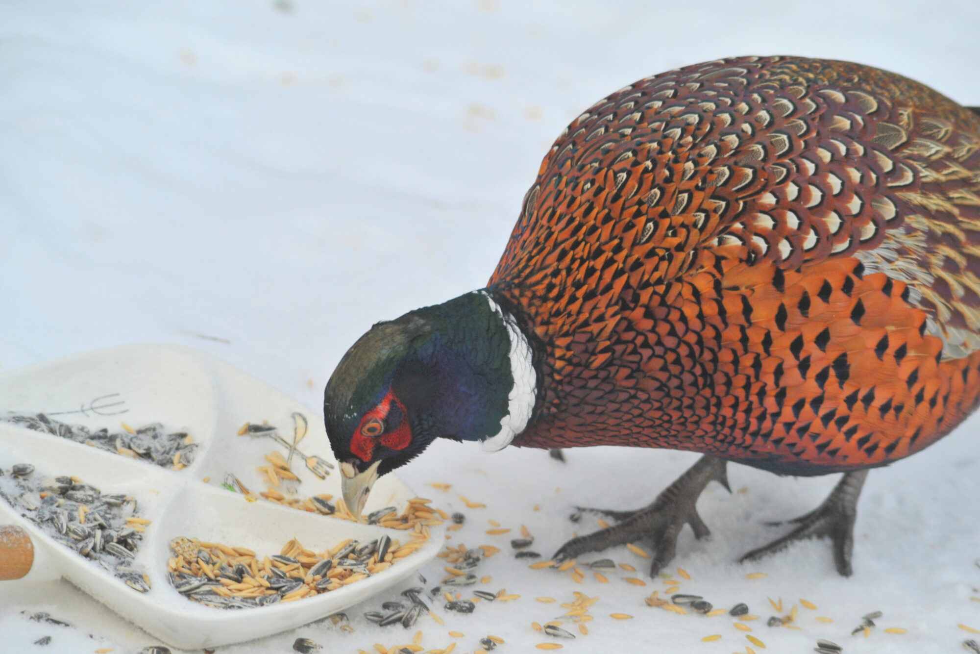 Valokuvaaja: Kaarlo Asikainen