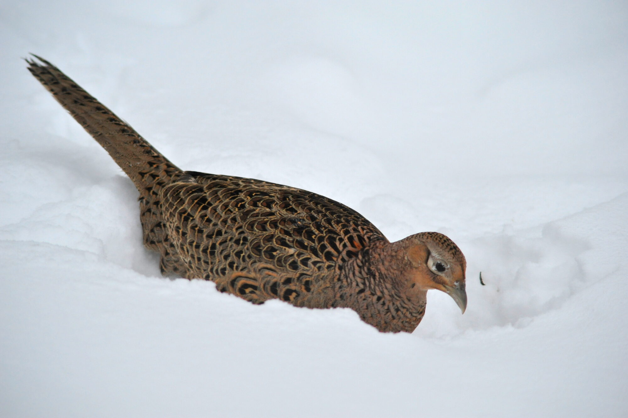Valokuvaaja: Kaarlo Asikainen