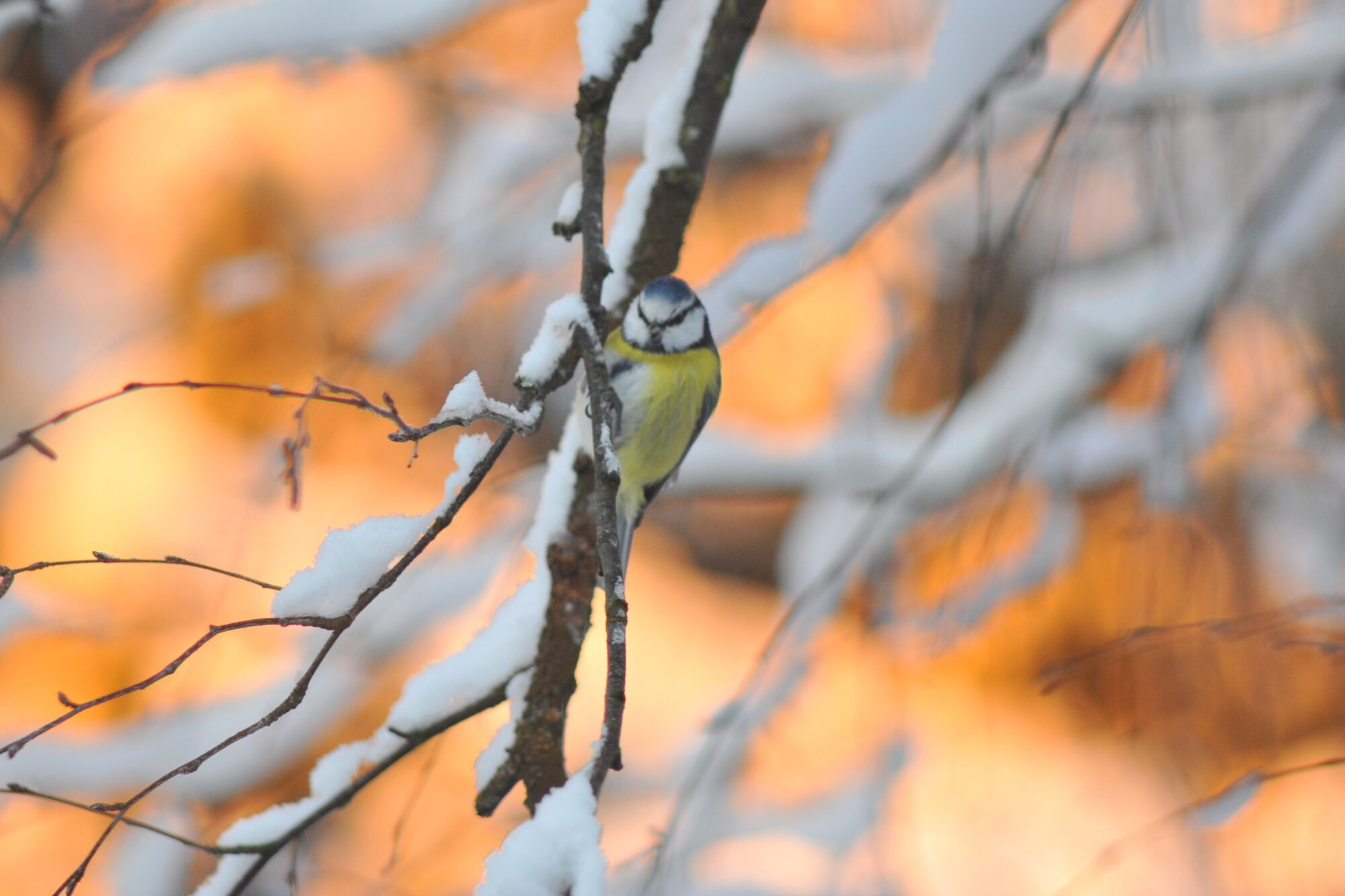 Valokuvaaja: Kaarlo Asikainen