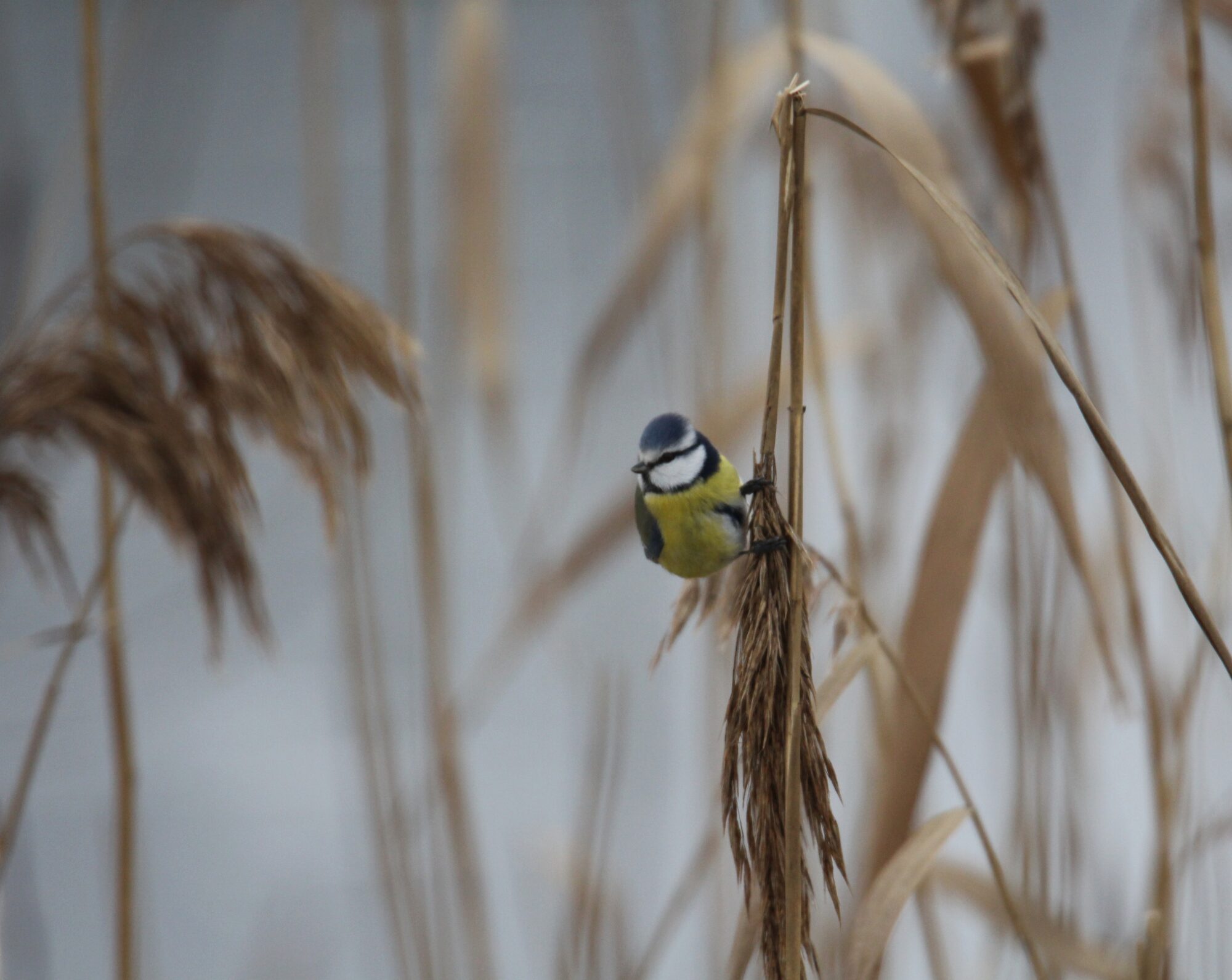 Valokuvaaja: Jaana Saarelainen