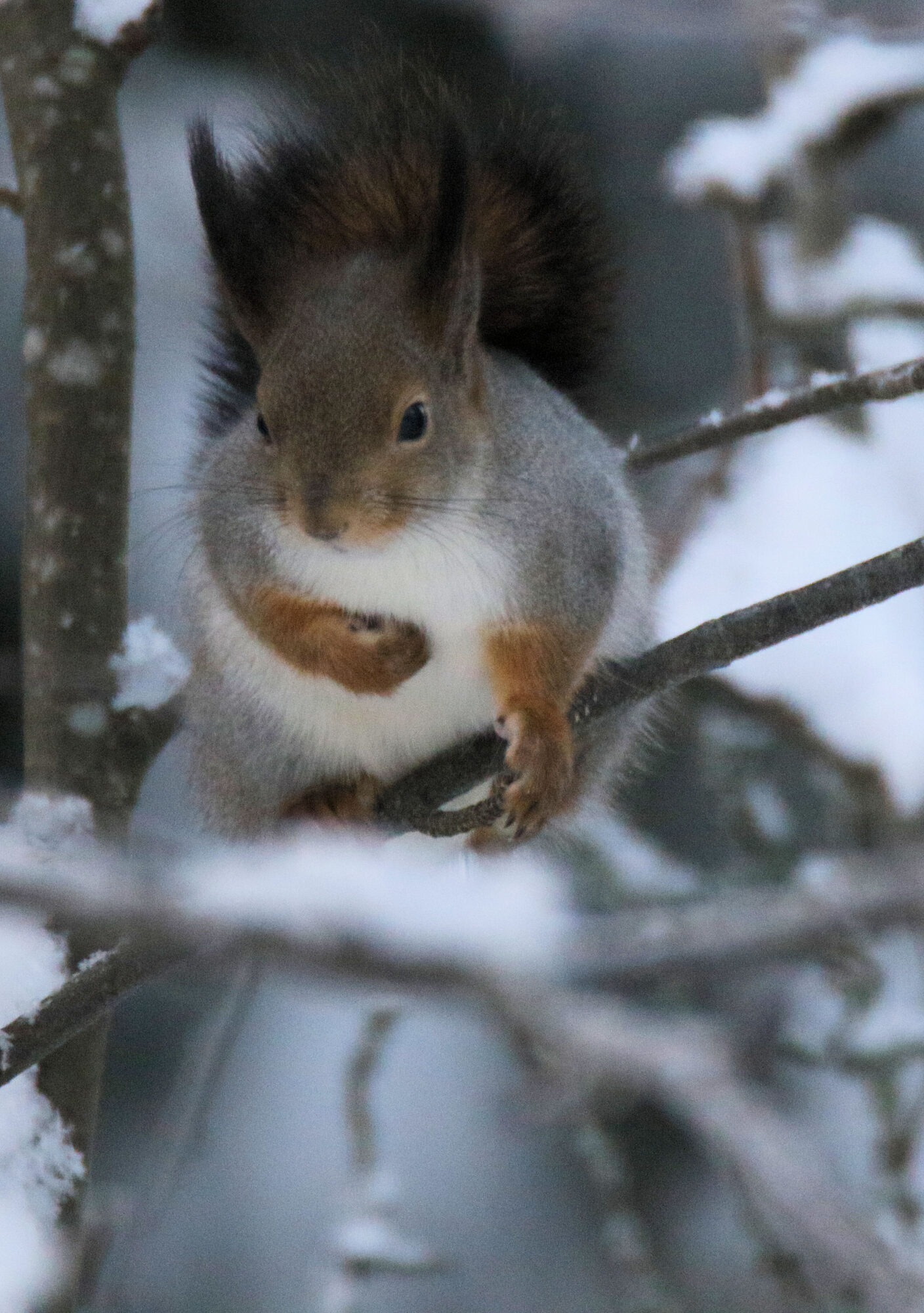 Valokuvaaja: Ahti Keränen Valokuvaaja: Ahti Keränen
