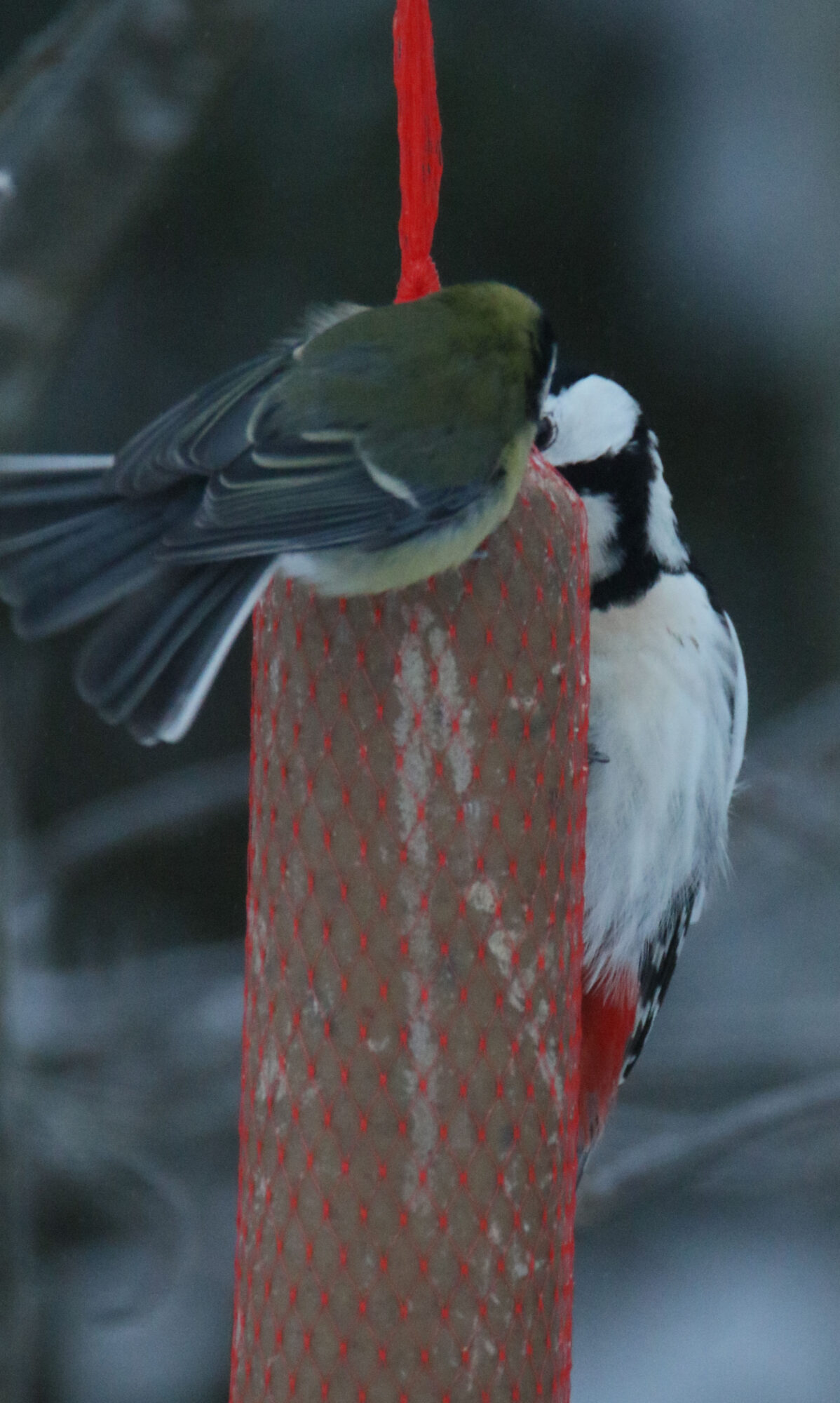 Valokuvaaja: Ahti Keränen