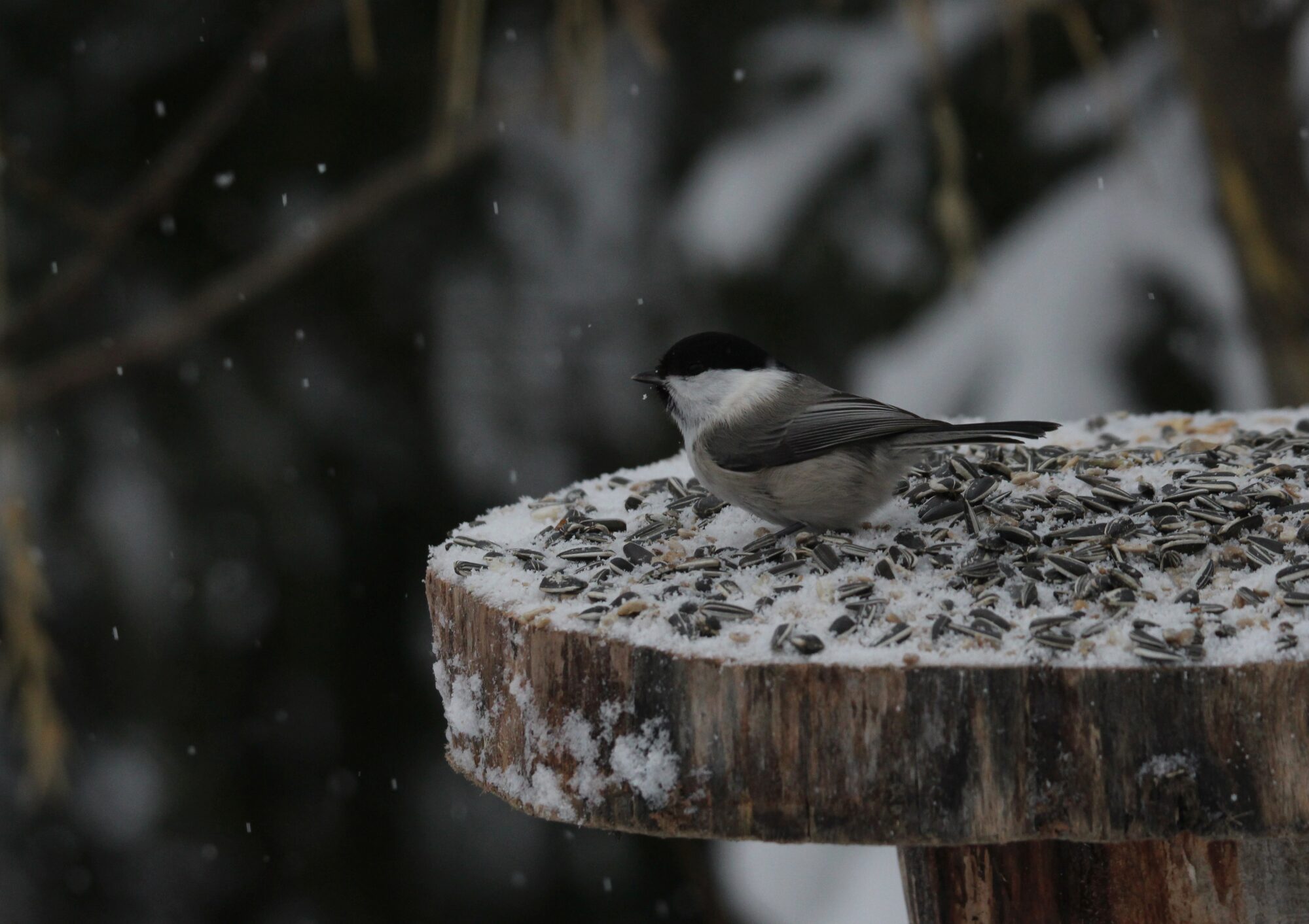 Valokuvaaja: Jaana Saarelainen