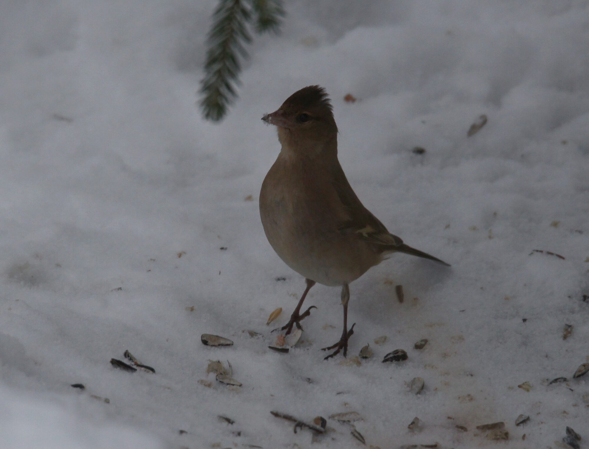 Valokuvaaja: Jaana Saarelainen Valokuvaaja: Jaana Saarelainen