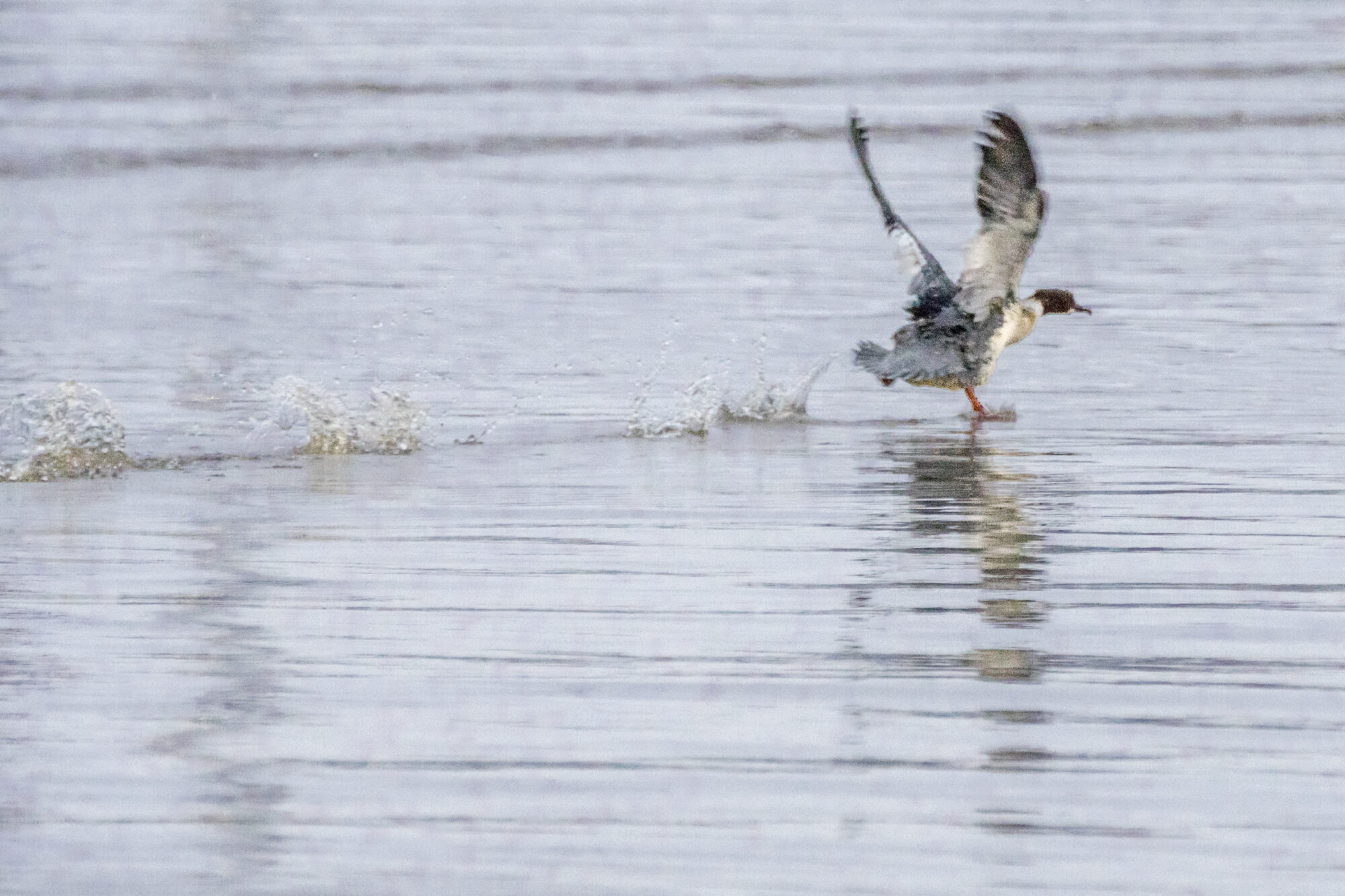 Valokuvaaja: Ivan Wistuba