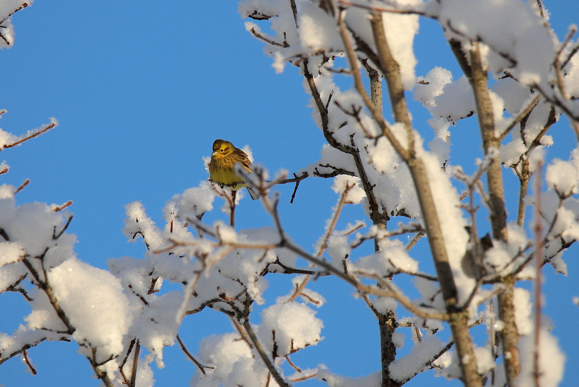 Valokuvaaja: sirpa jyske